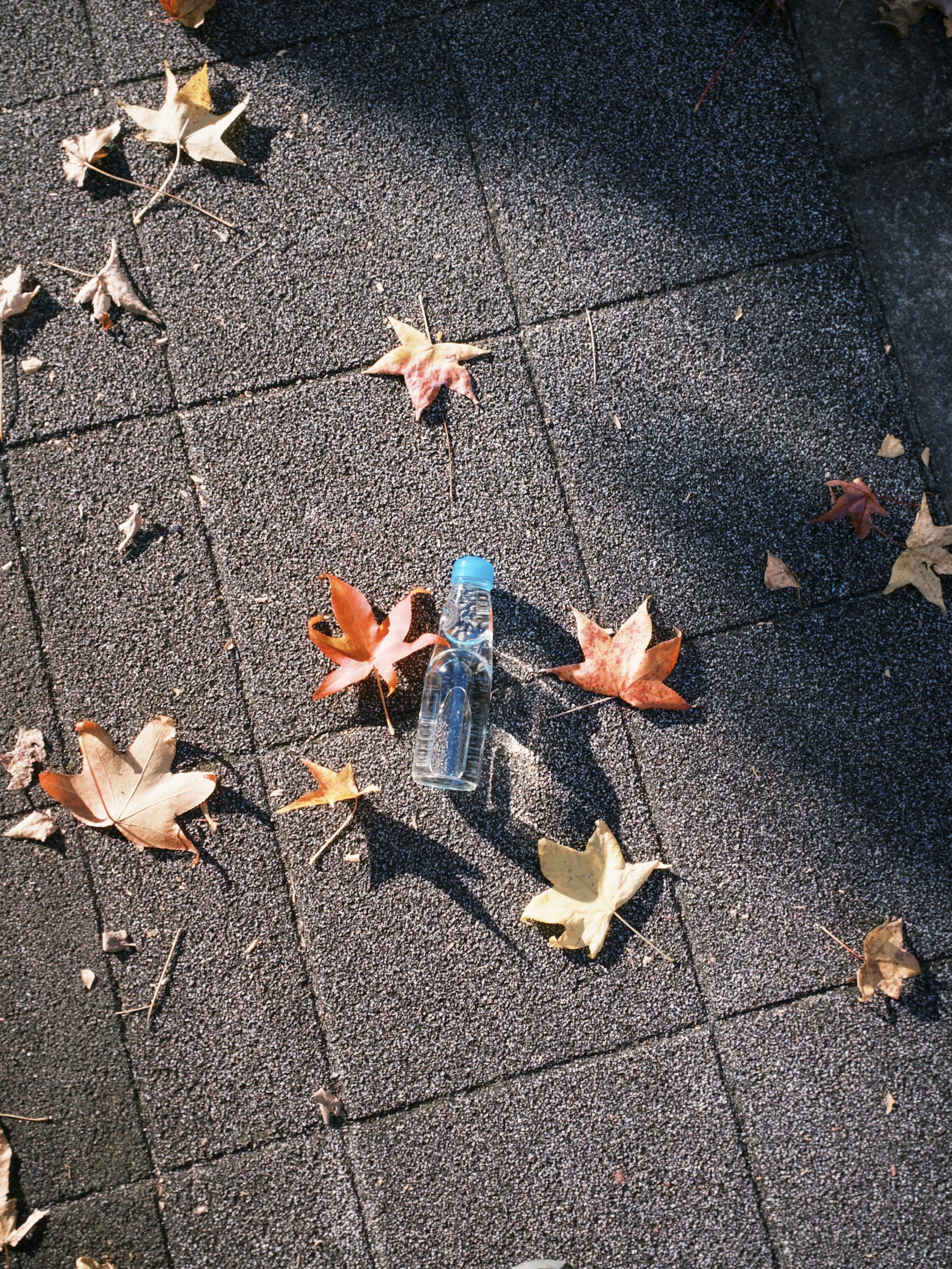 Botella de plástico transparente en un camino pavimentado rodeada de hojas de otoño