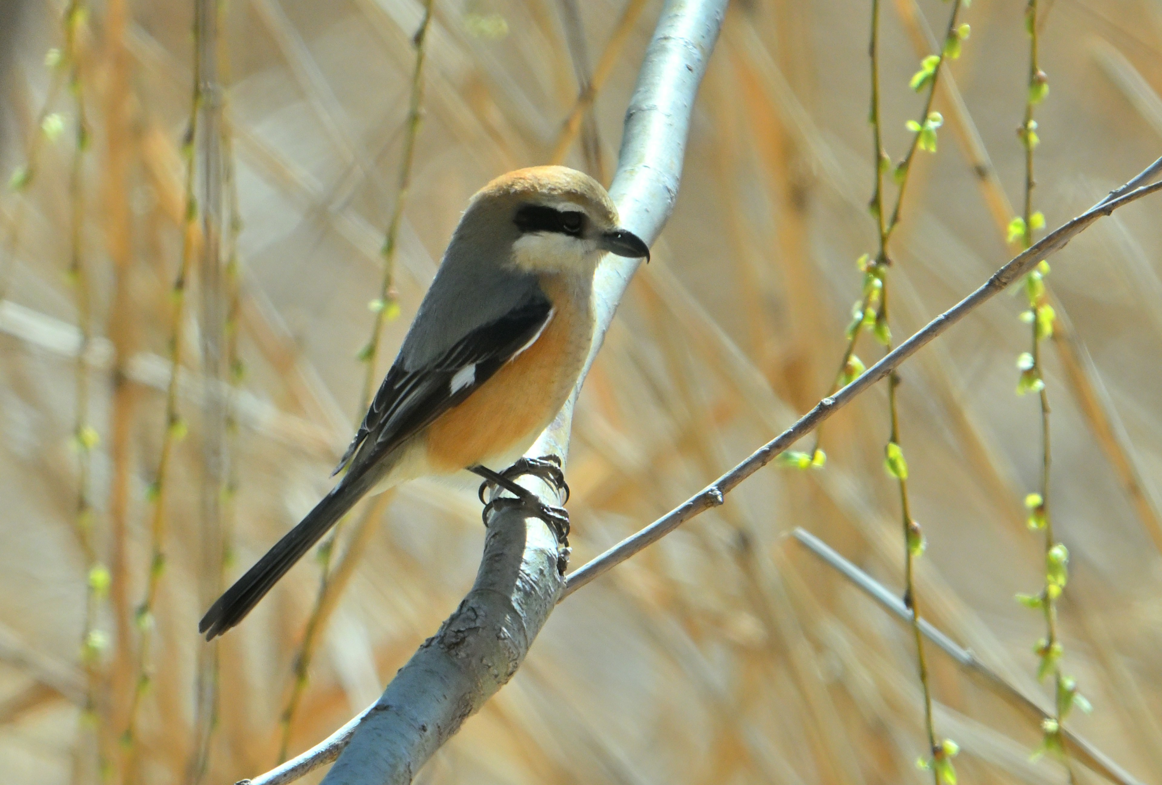 Oiseau perché sur une branche avec plumage brun et noir