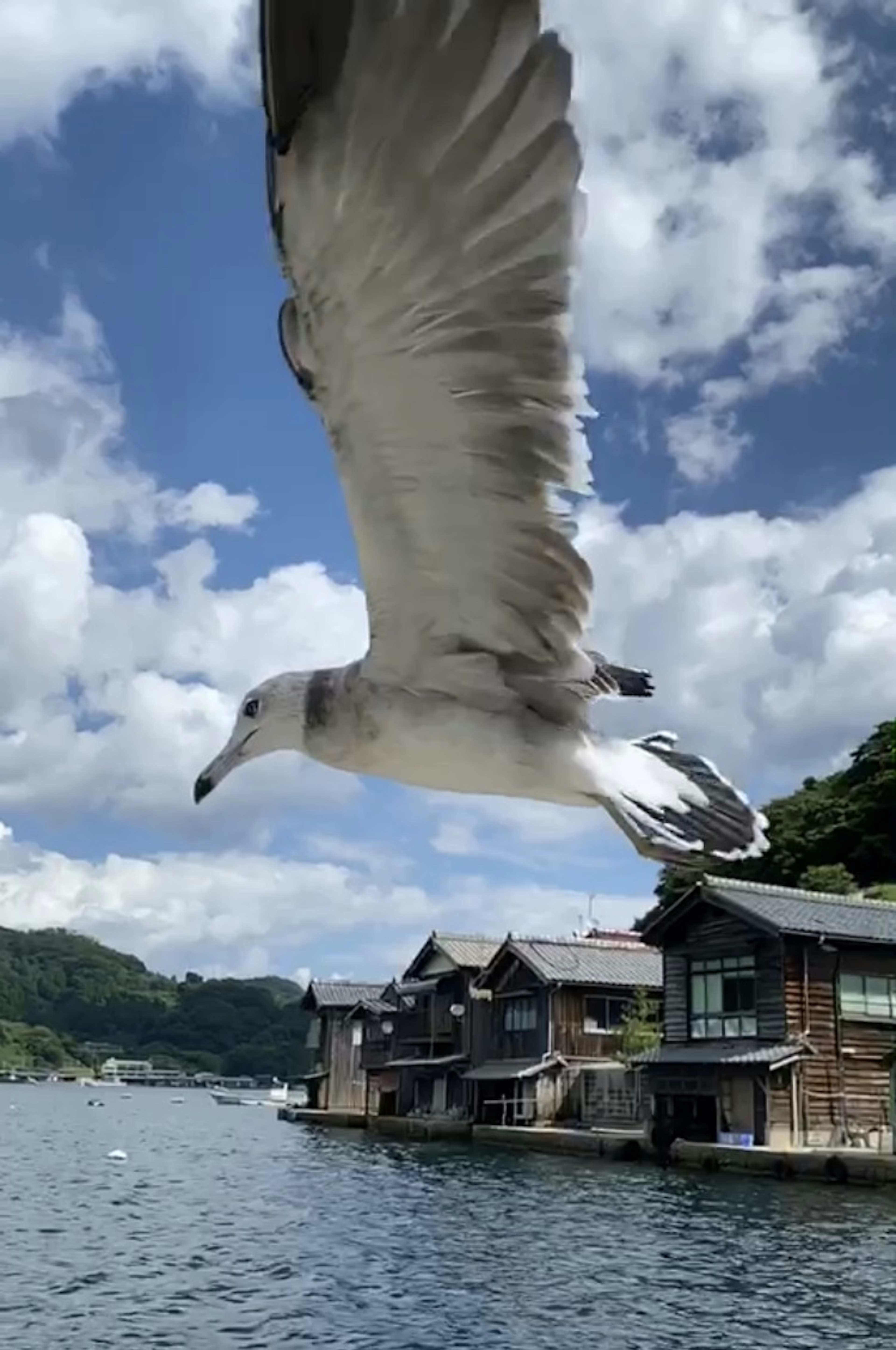 Möwe, die über einen See mit Holzhäusern fliegt