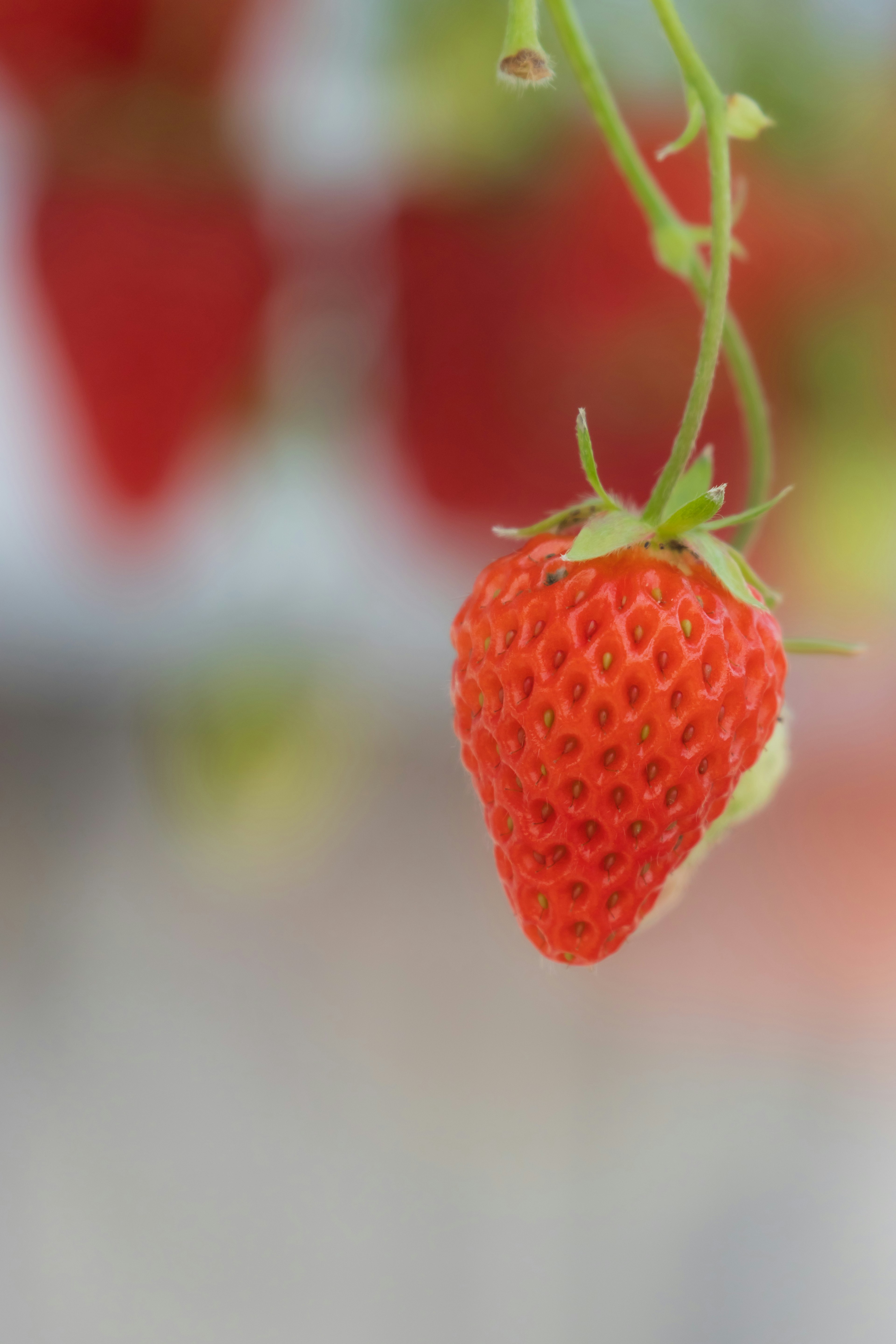 A red strawberry hanging from a green stem