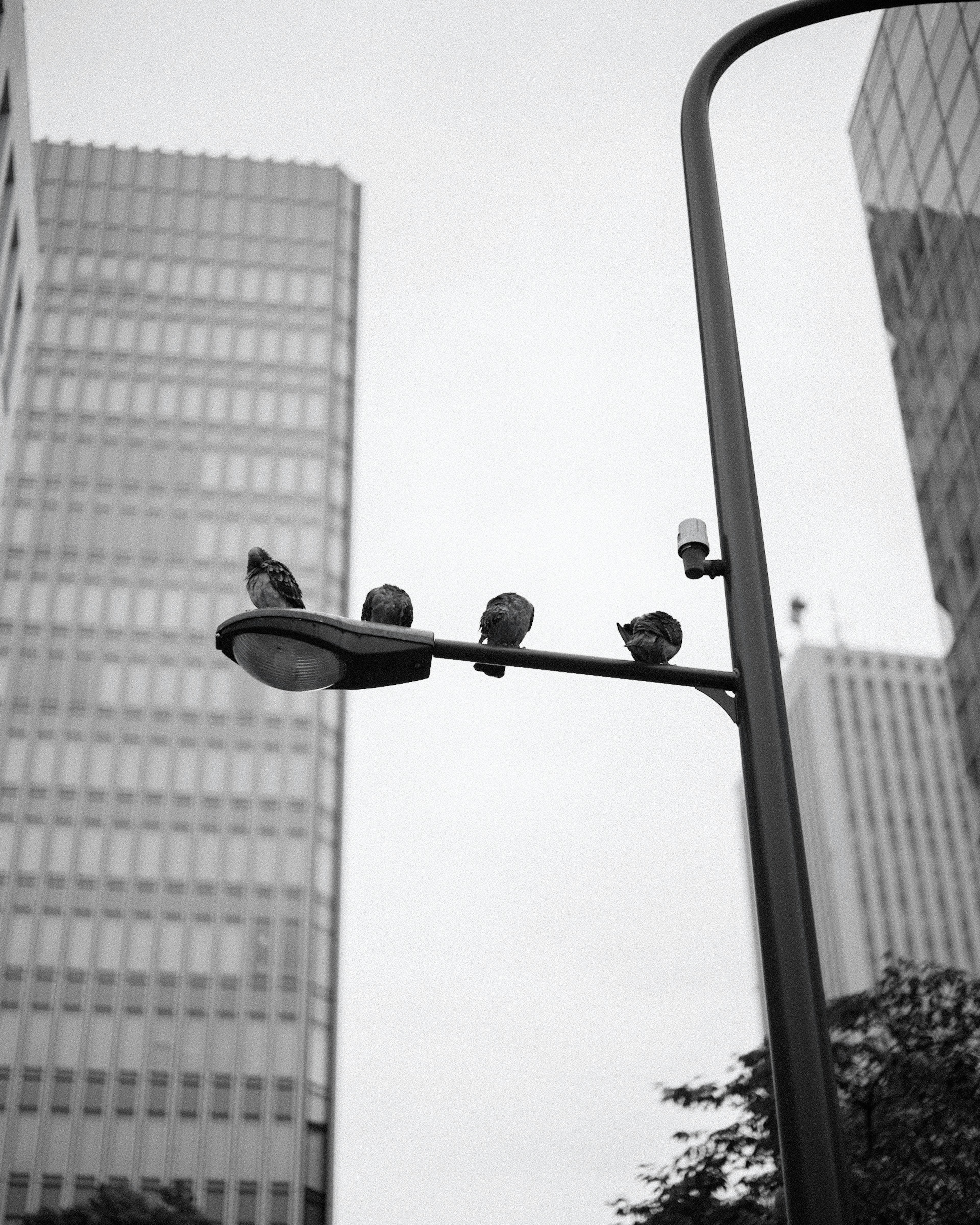 Black and white photo of four birds perched on a streetlight between tall buildings