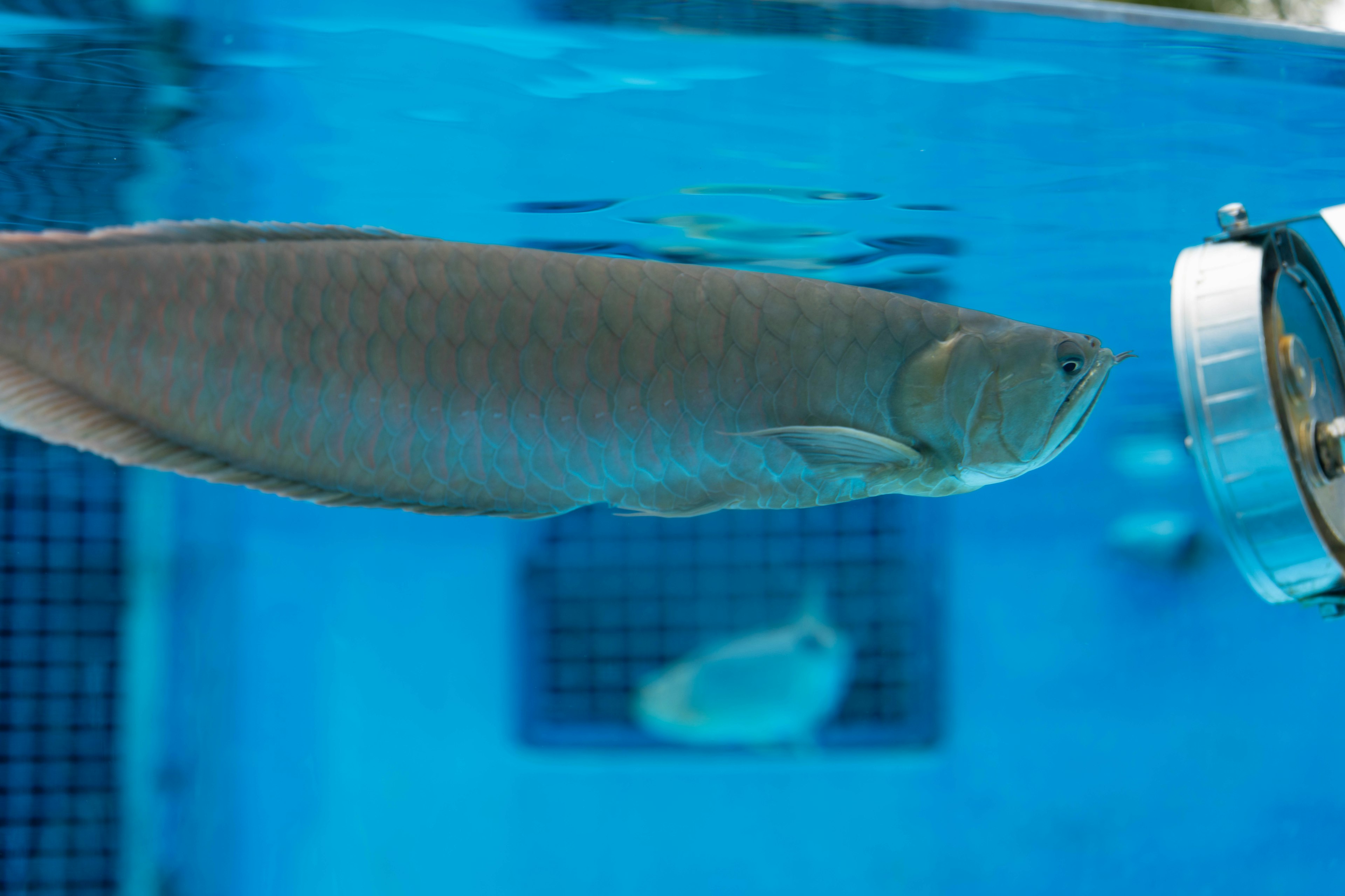 Fisch schwimmt in klarem blauen Wasser mit einem Scheinwerfer