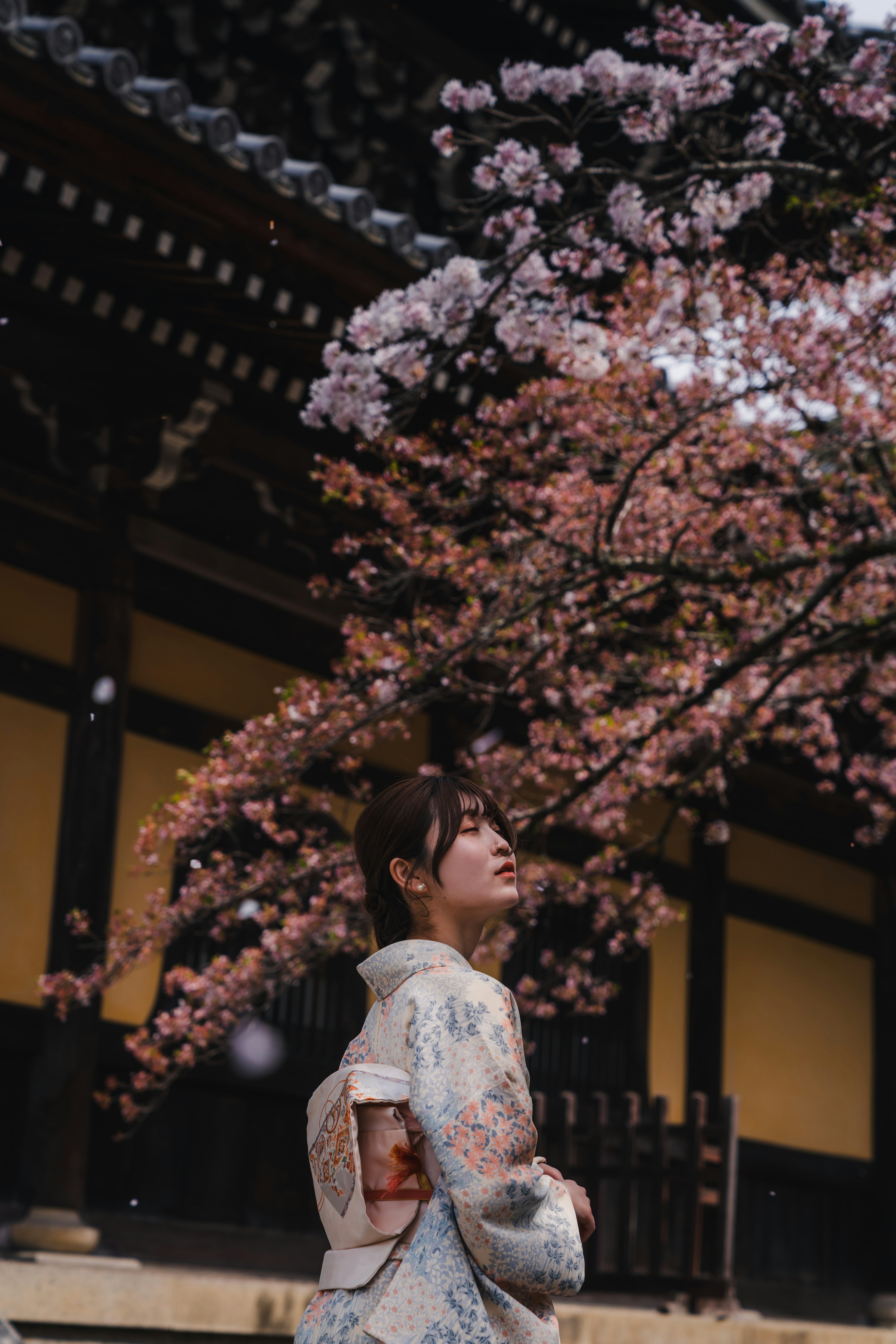 A woman in a kimono standing under a cherry blossom tree in a beautiful spring scene