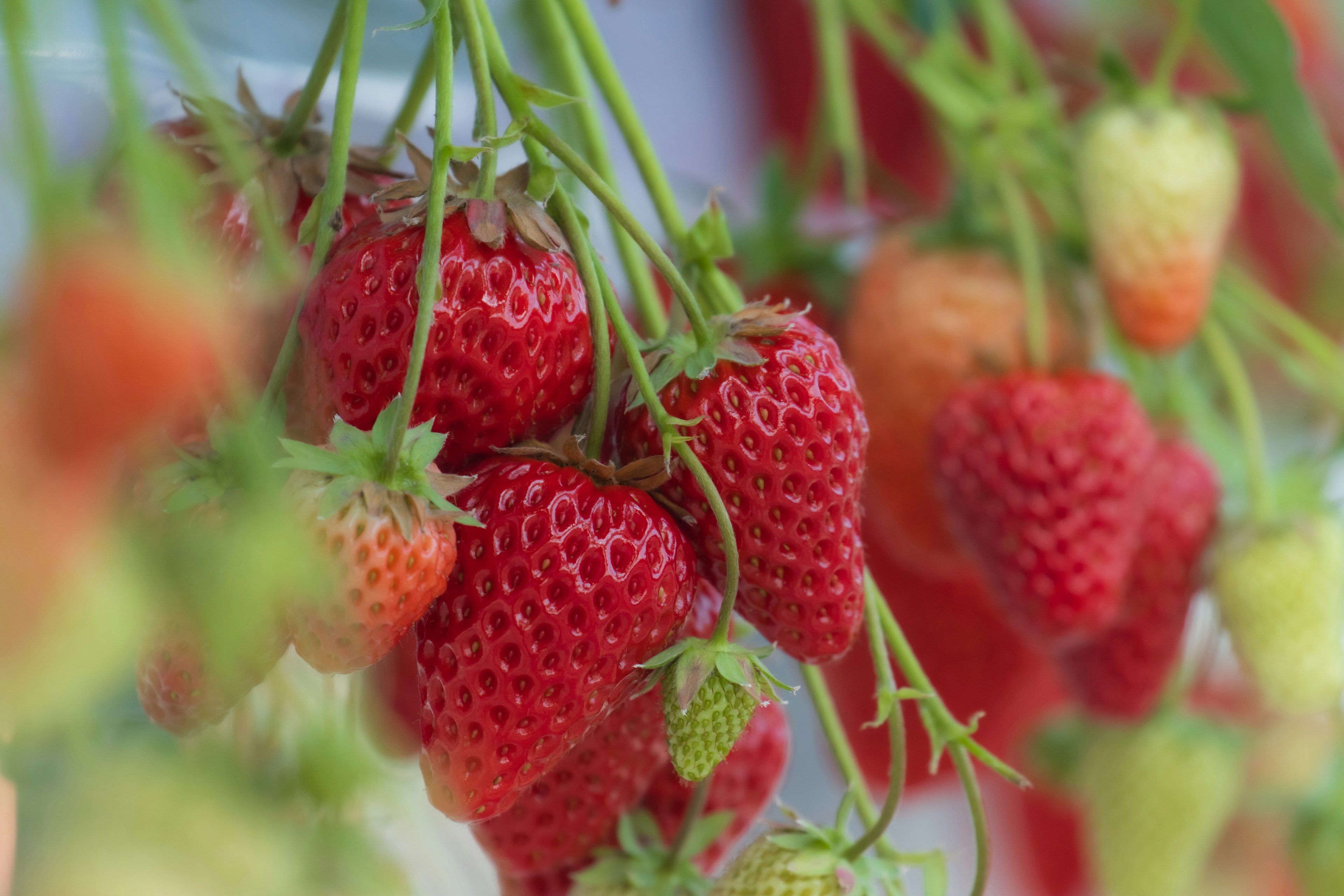 Fragole rosse vibranti appese a steli verdi