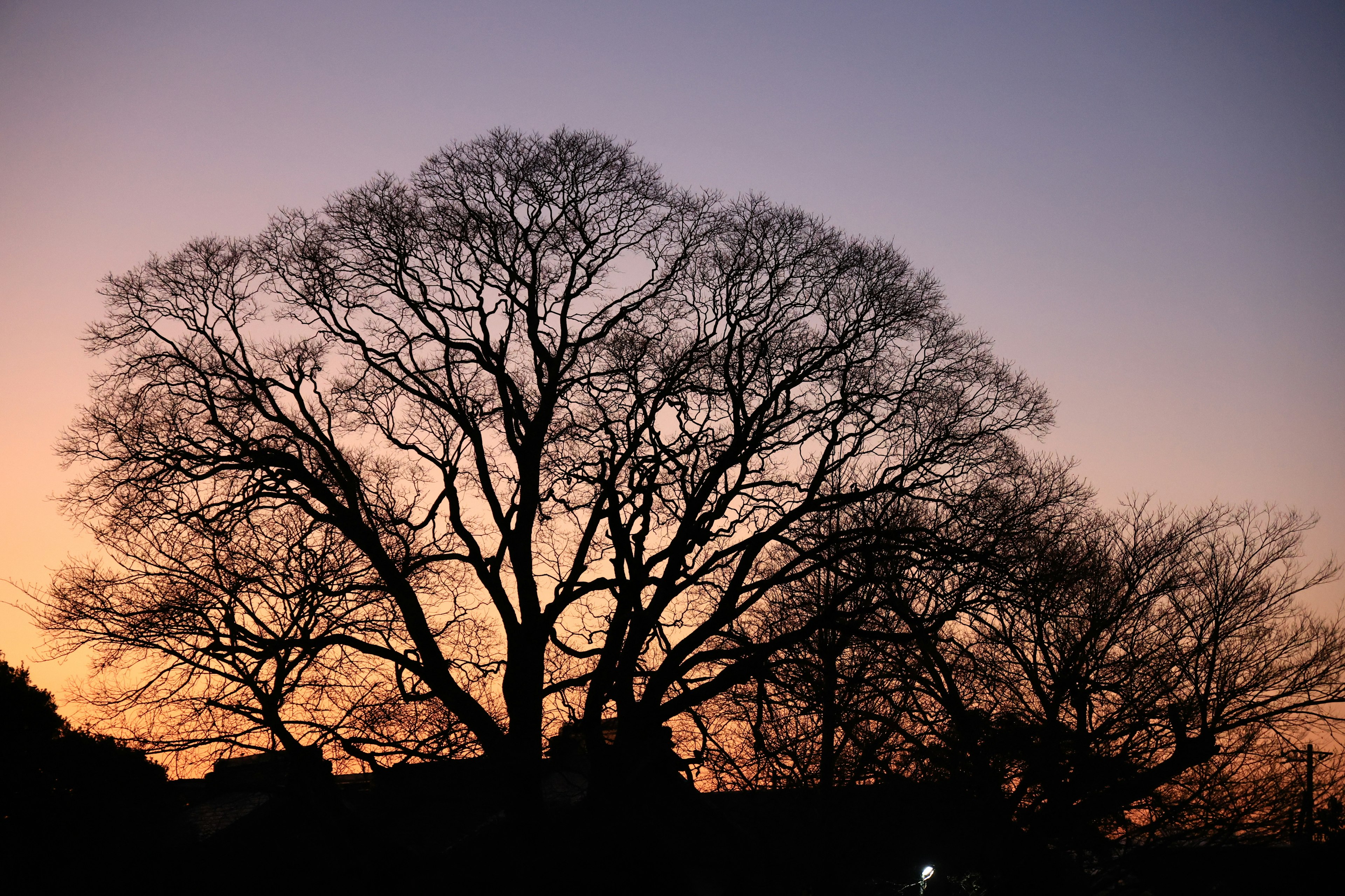 夕暮れ時の大きな木のシルエットが広がる風景