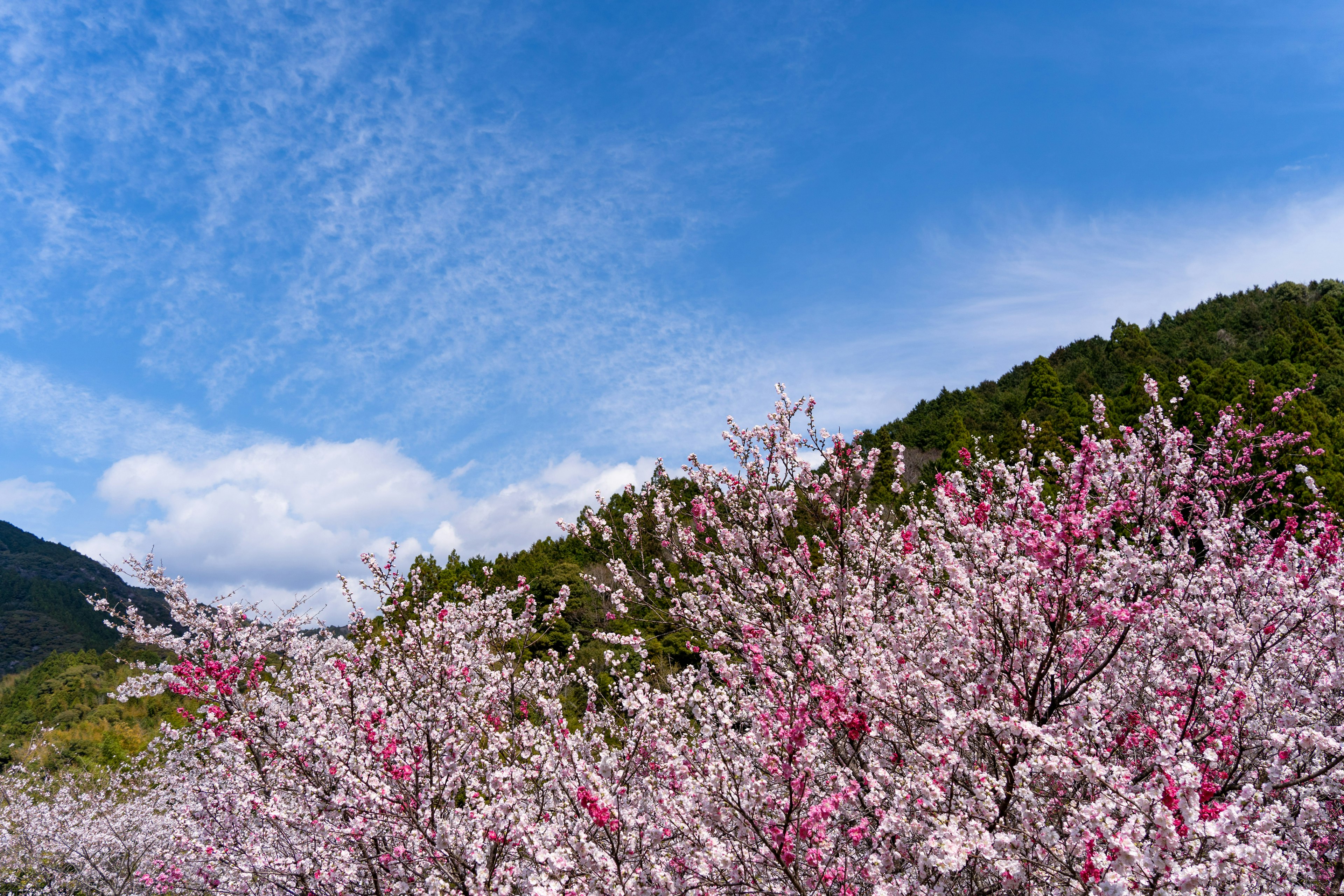 Paisaje con cerezos en flor bajo un cielo azul