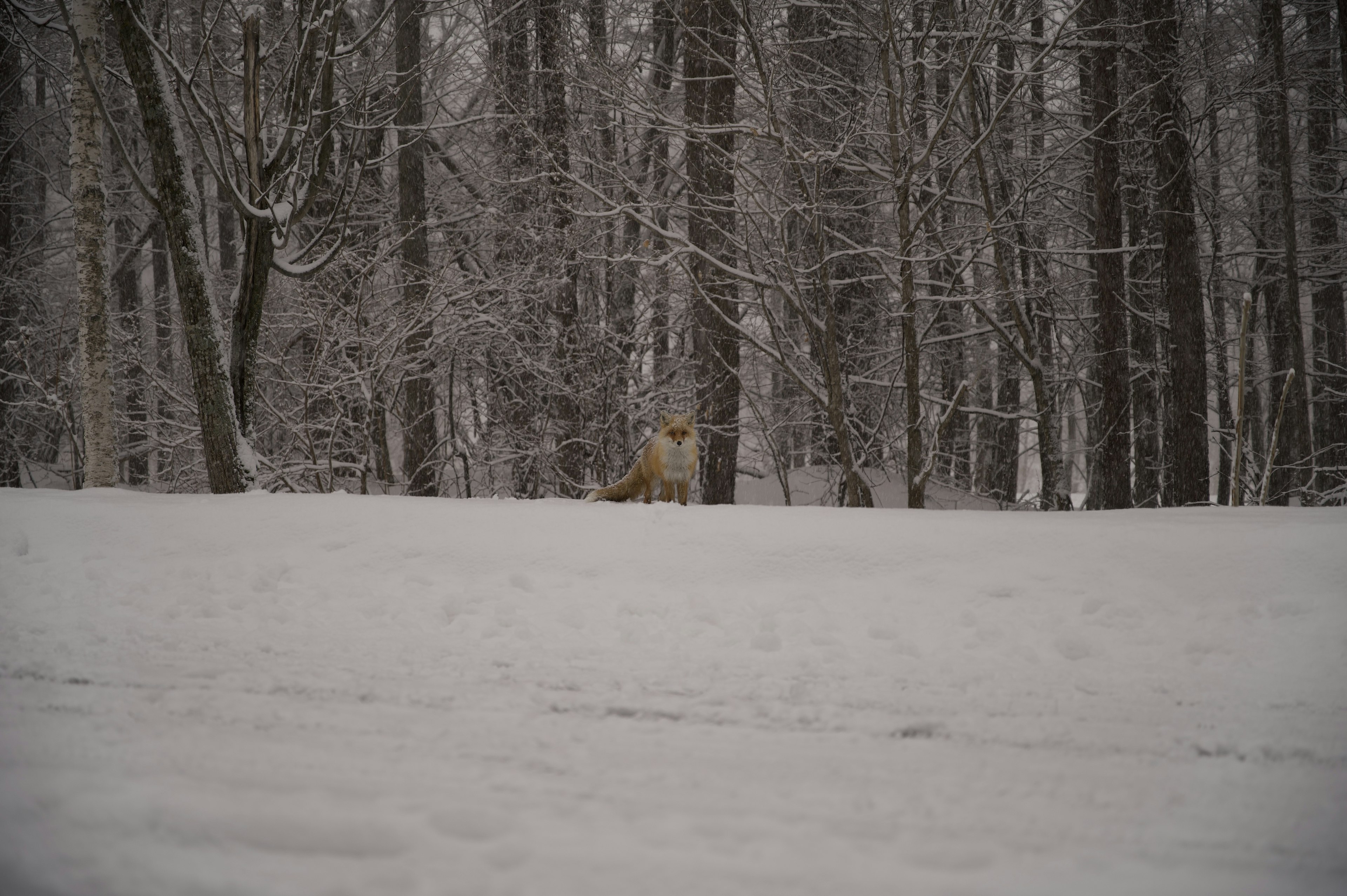 雪に覆われた森の中で、遠くにいる茶色の犬