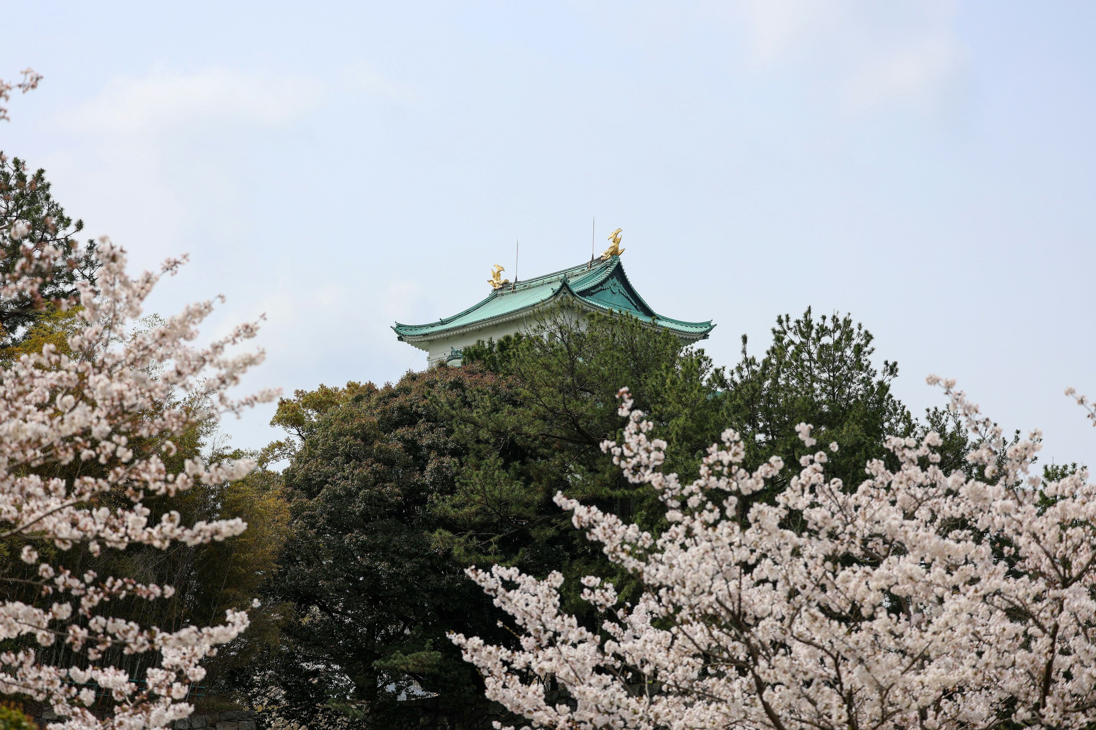 Bangunan dengan atap hijau terlihat di antara bunga sakura