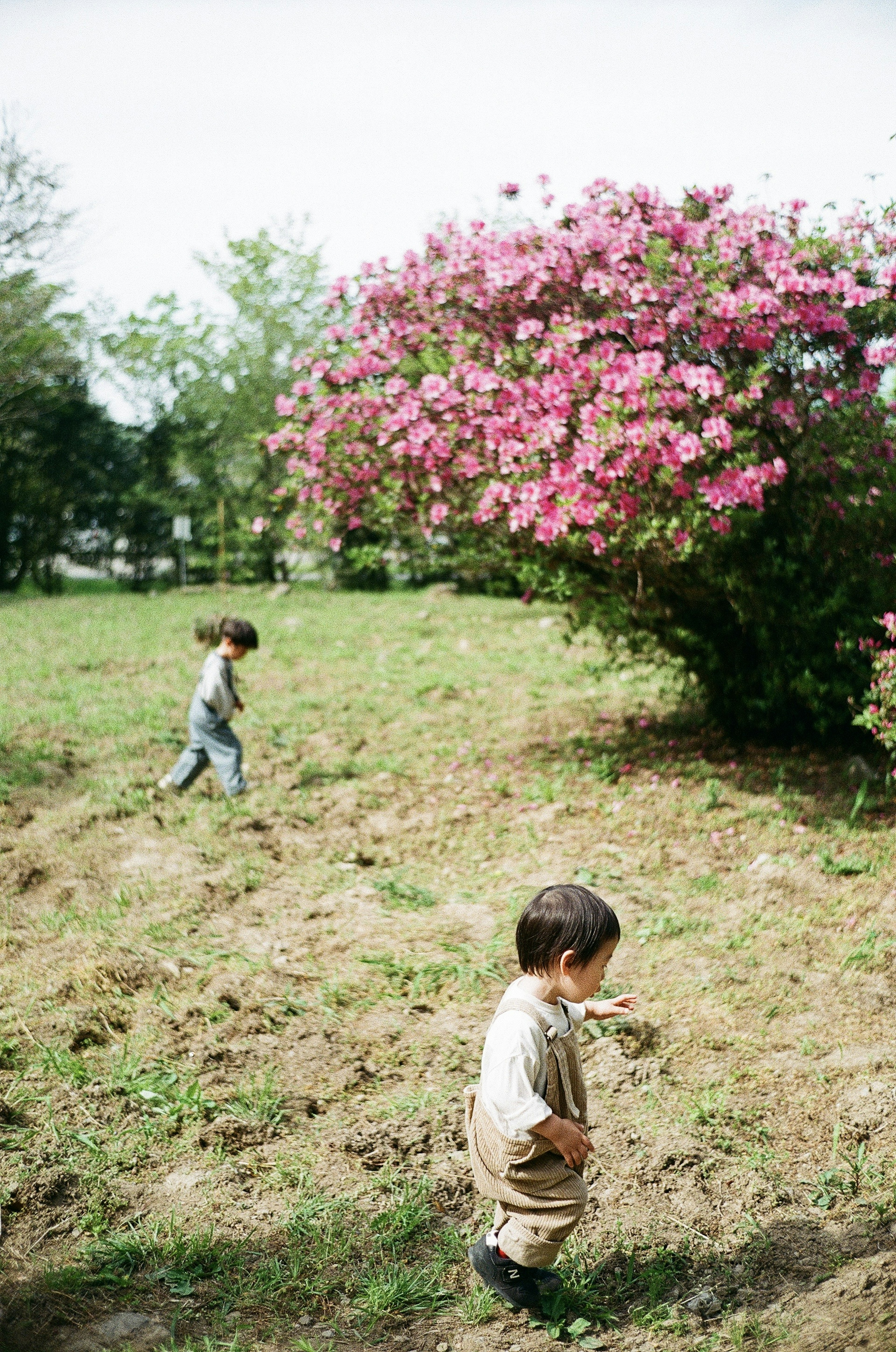 Enfants jouant près d'un buisson fleuri dans un champ herbeux