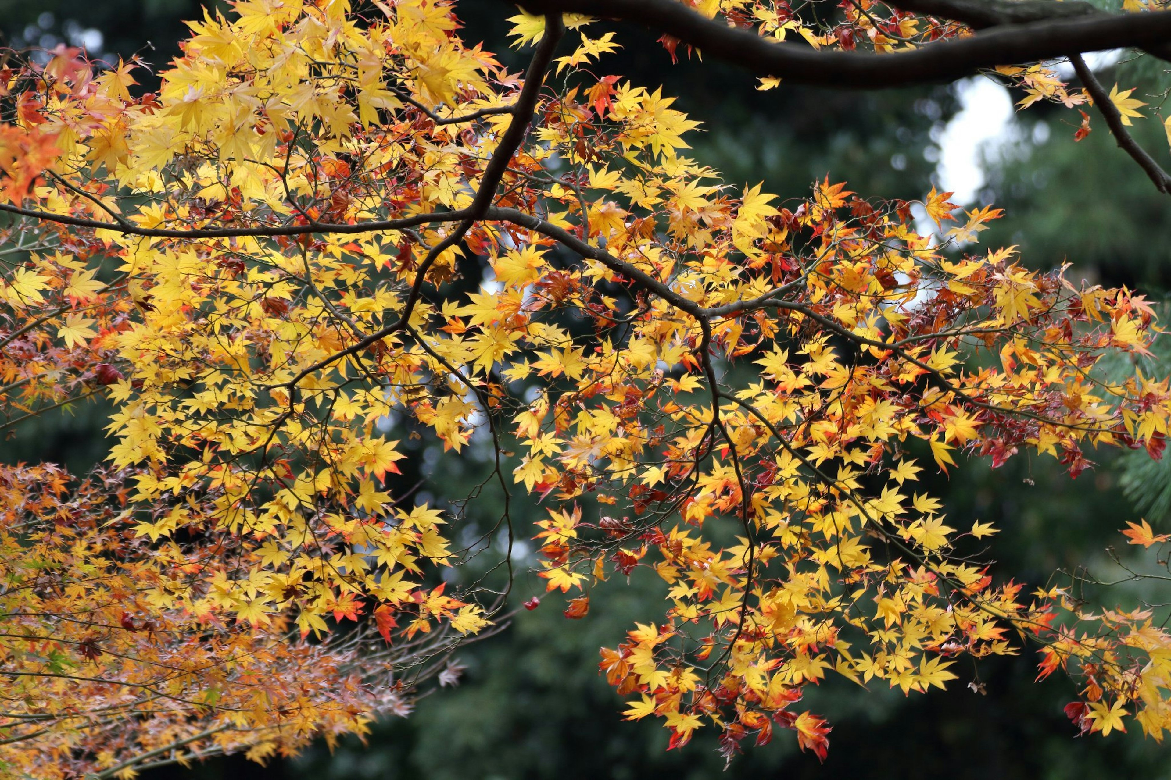 Feuilles vibrantes orange et jaunes sur une branche d'arbre