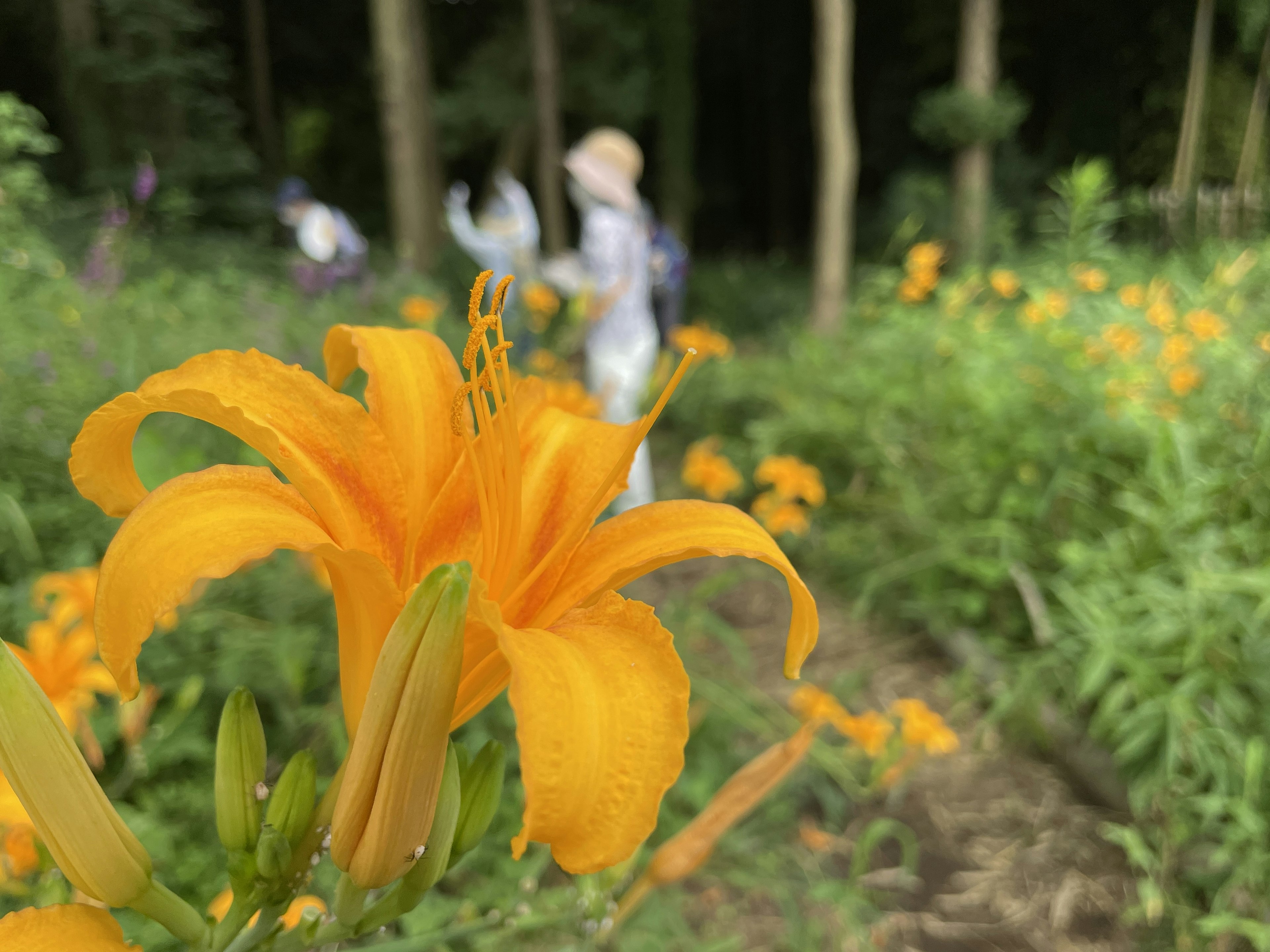 特写生动的橙色花朵在花园里，背景有几个人