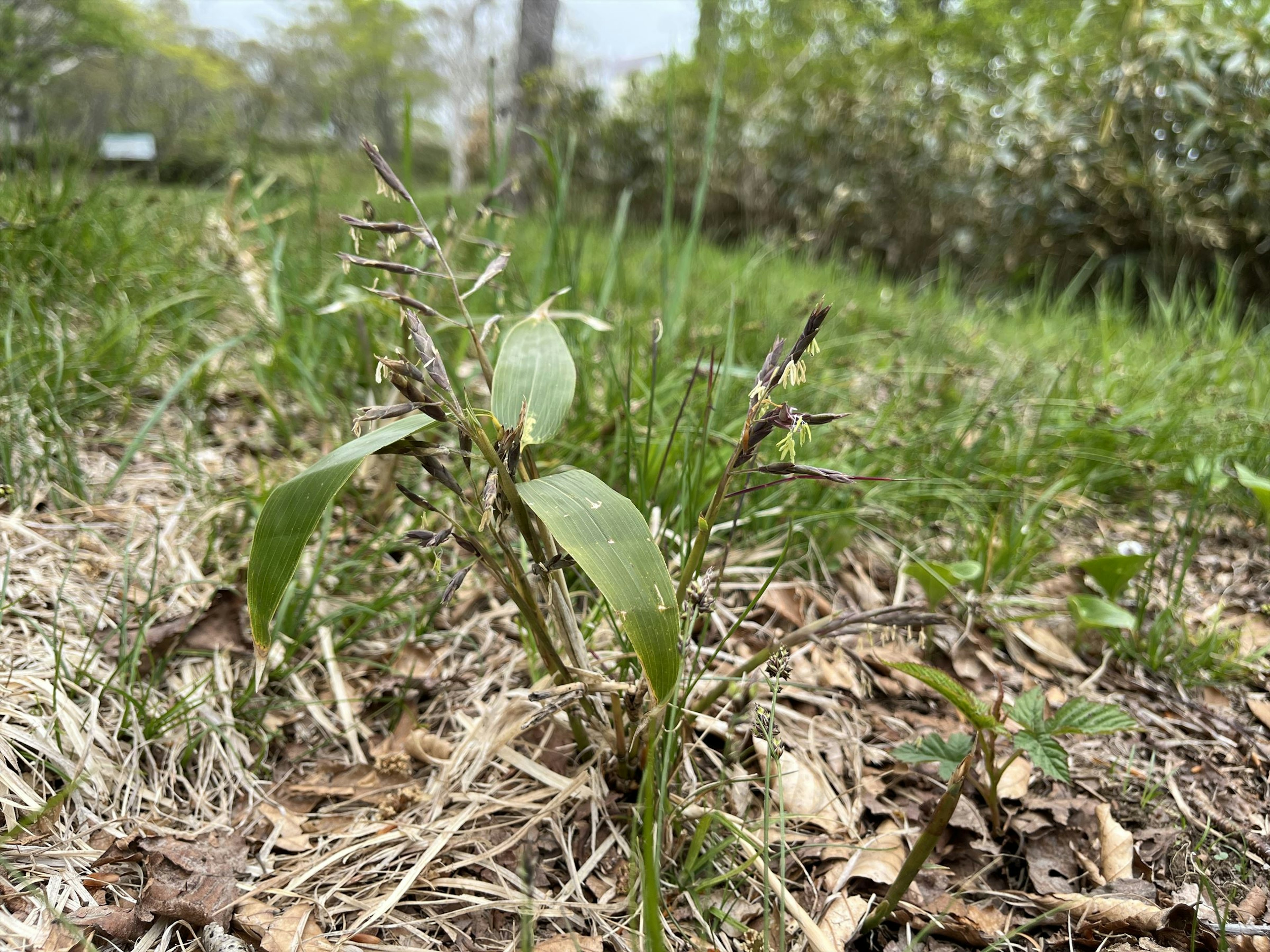 草地に生えている若い植物のクローズアップ緑の葉と枯れた茎が特徴