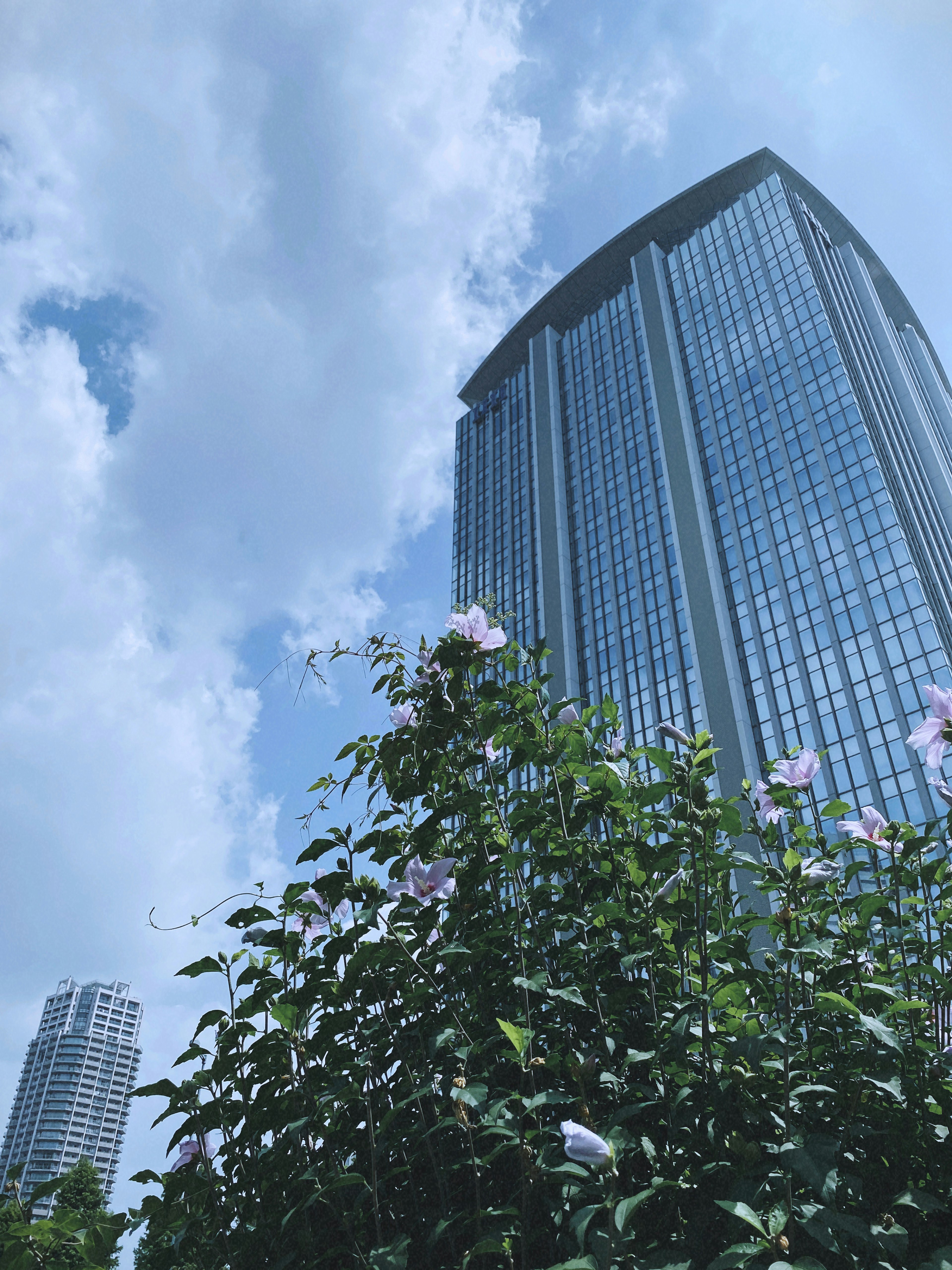 高層ビルと青空を背景にした緑の植物