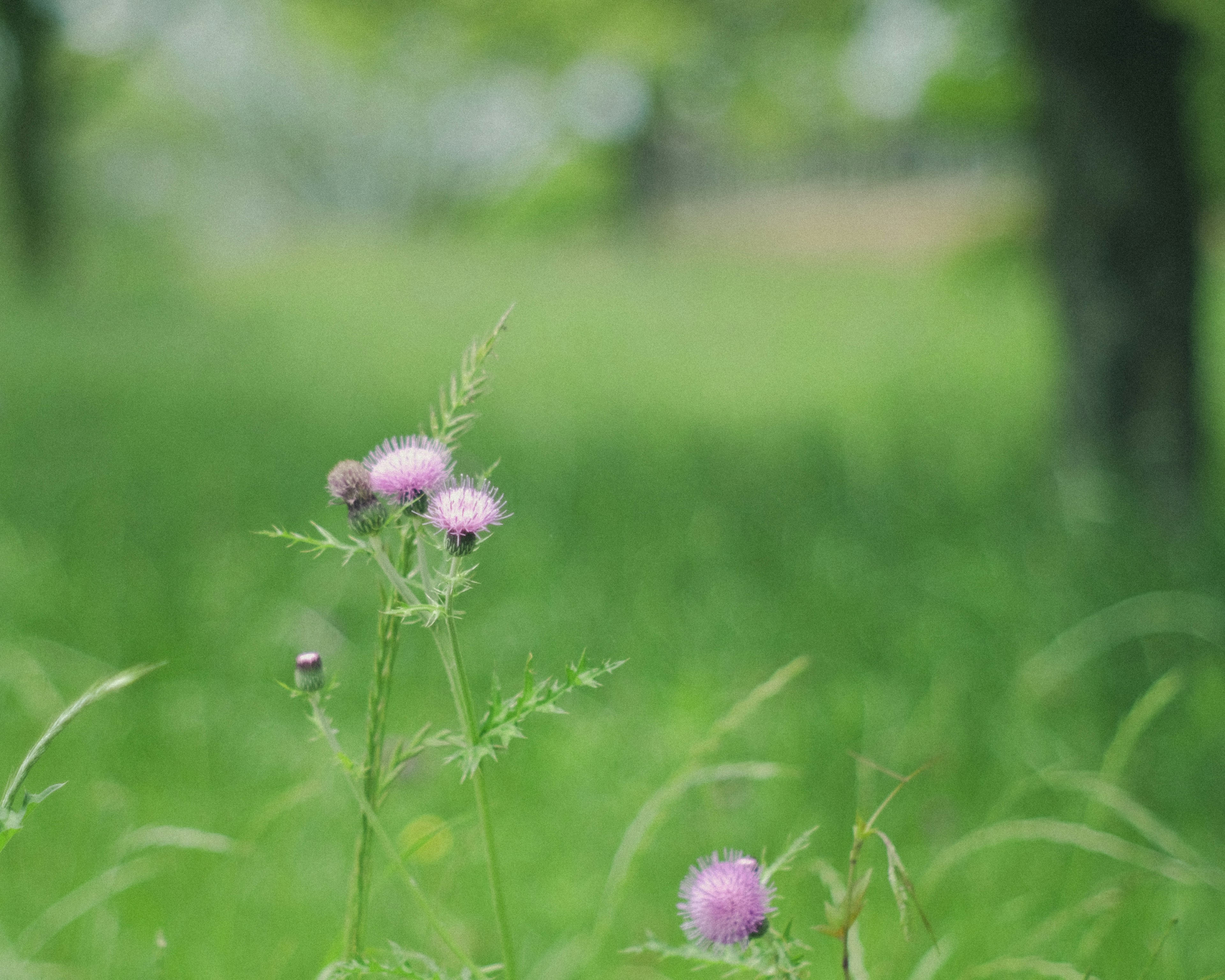 Fiori viola che sbocciano su uno sfondo verde tenue con erba sottile