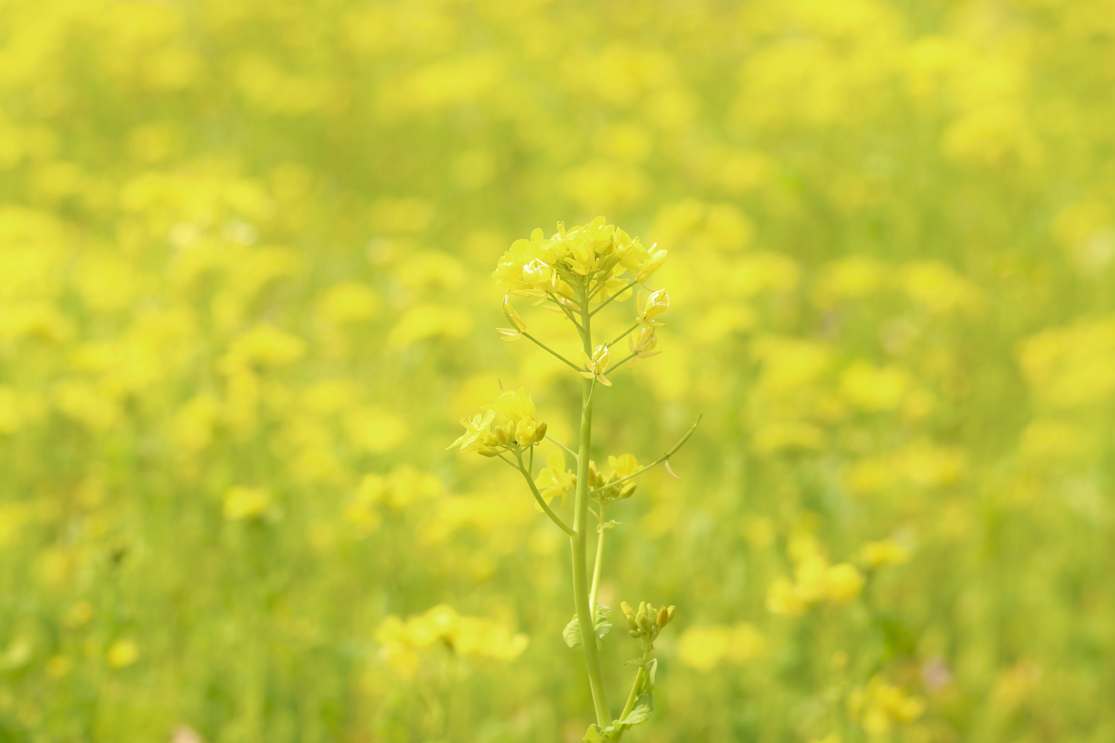 黄色い花が咲く緑の草原の中に立つ一本の植物