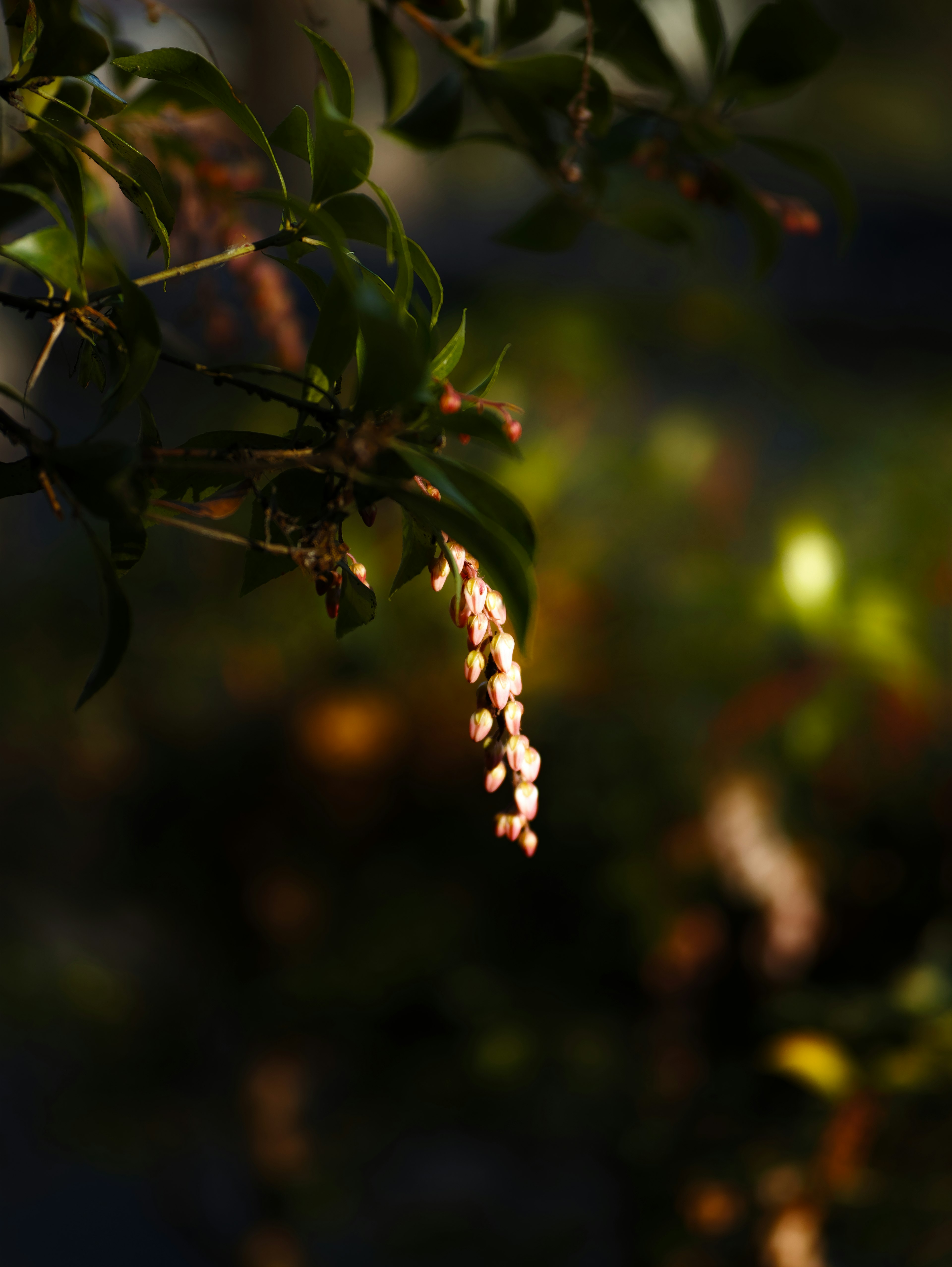 Groupe de fleurs allongées délicates brillantes parmi des feuilles vertes et un arrière-plan flou