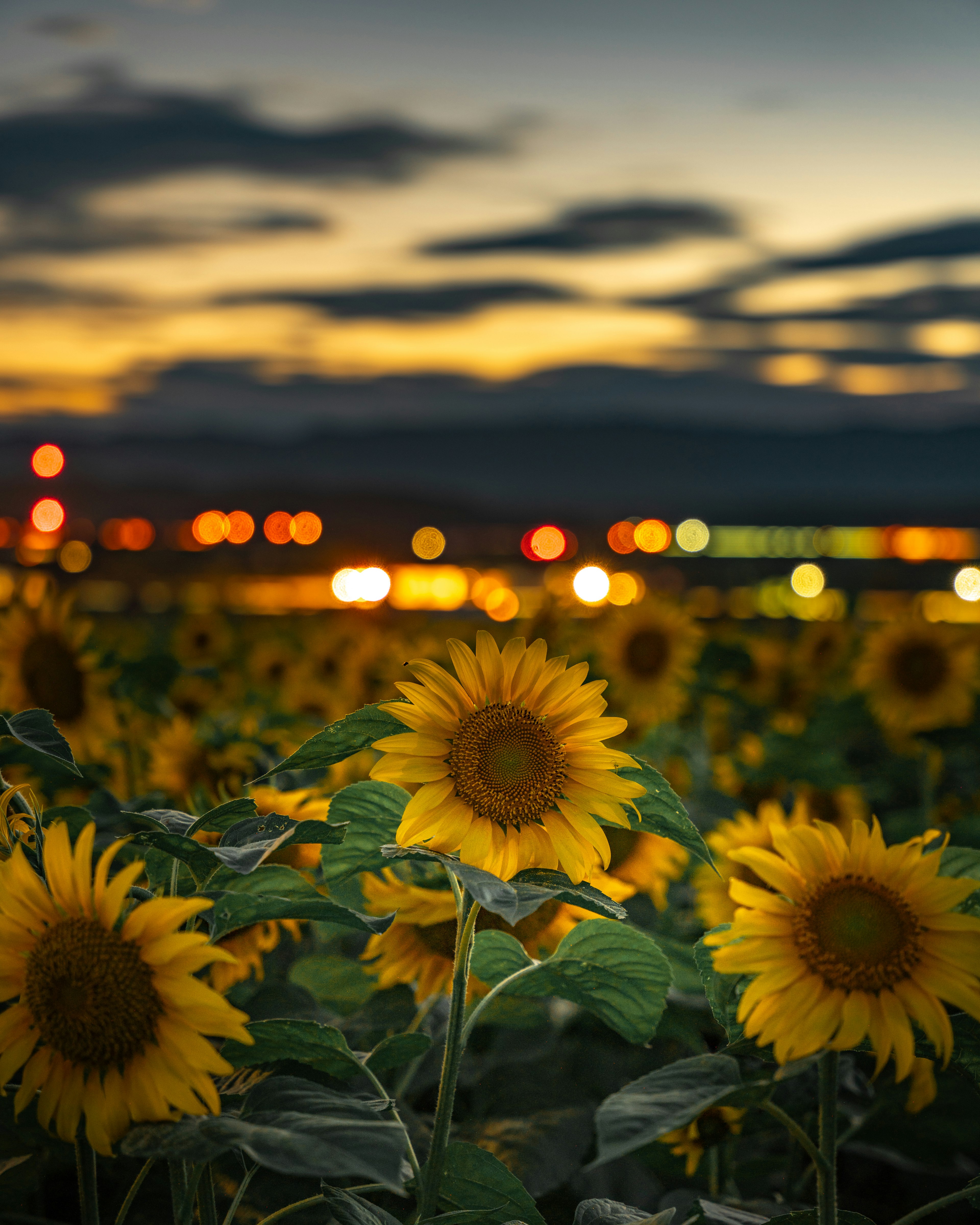 Ein Sonnenblumenfeld bei Dämmerung mit buntem Himmel