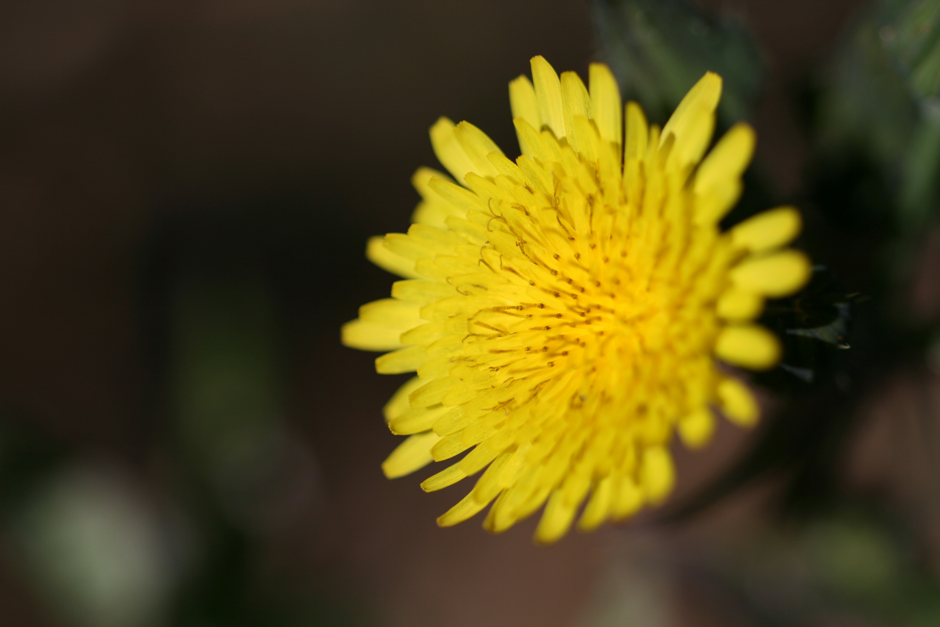 Nahaufnahme einer leuchtend gelben Blume mit feiner Blütenblattstruktur