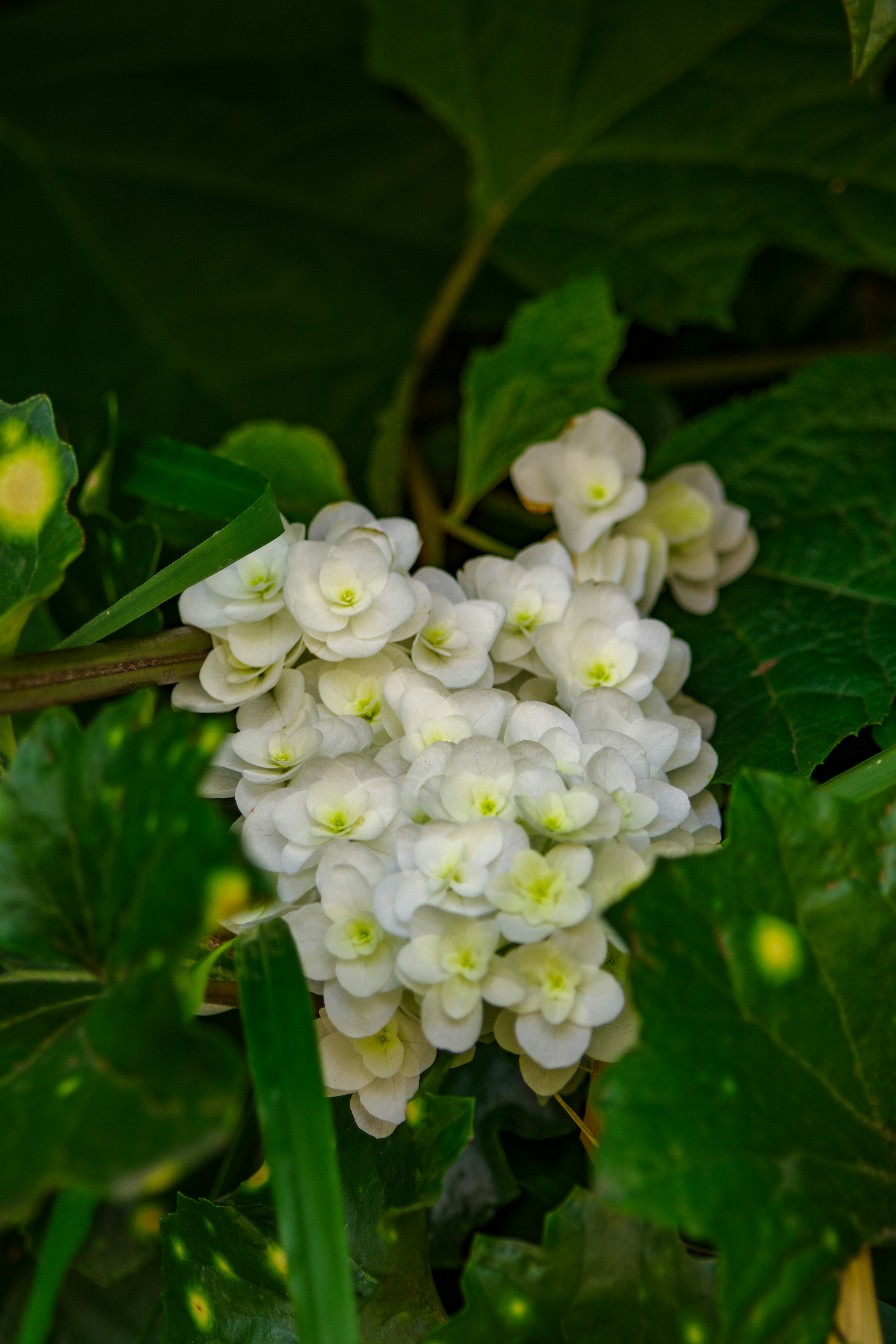 Primer plano de una planta con flores blancas y hojas verdes