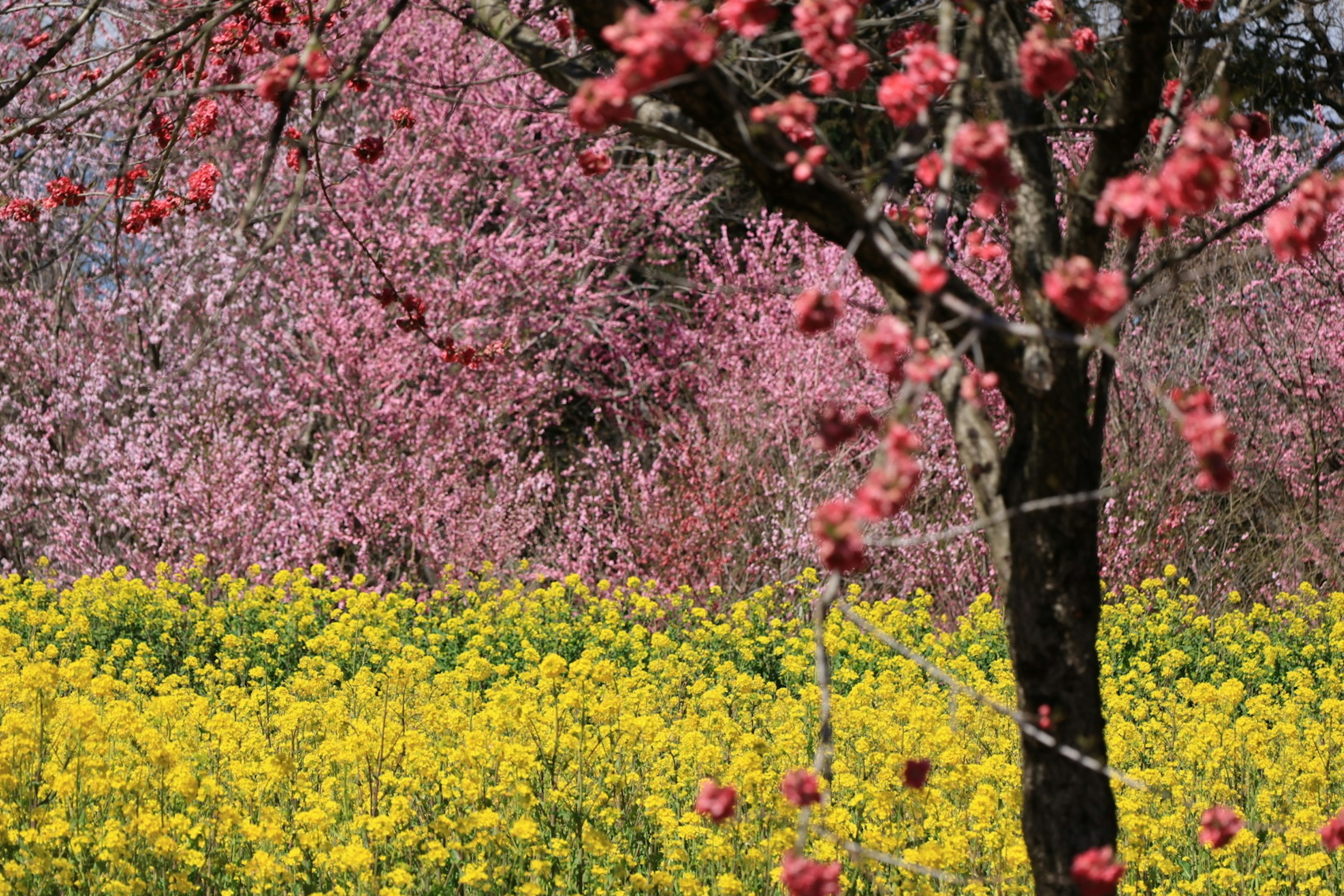 Paisaje vibrante con flores en flor Flores de cerezo en primavera y flores de colza amarillas