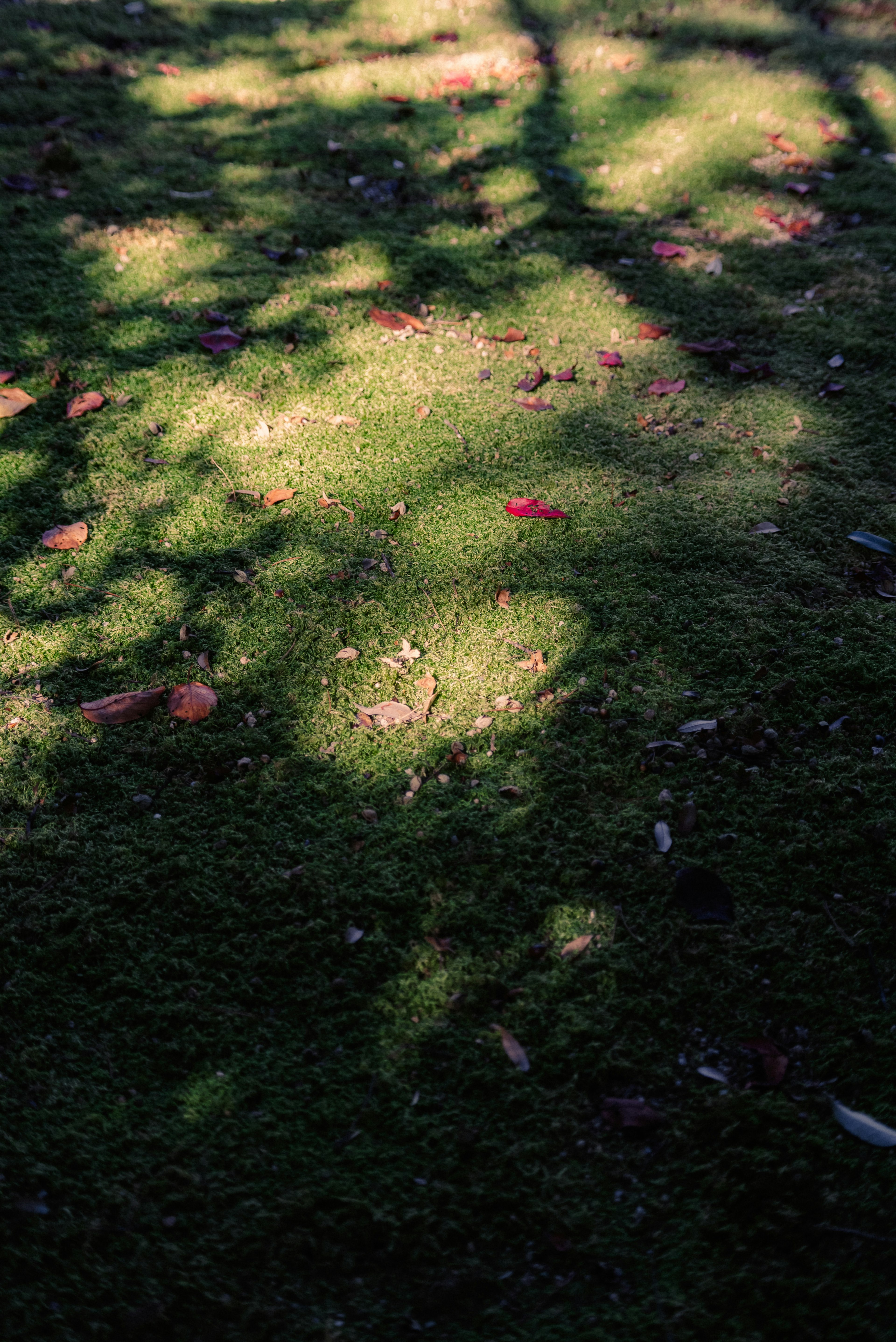 Schatten auf grünem Gras mit verstreuten roten Blättern