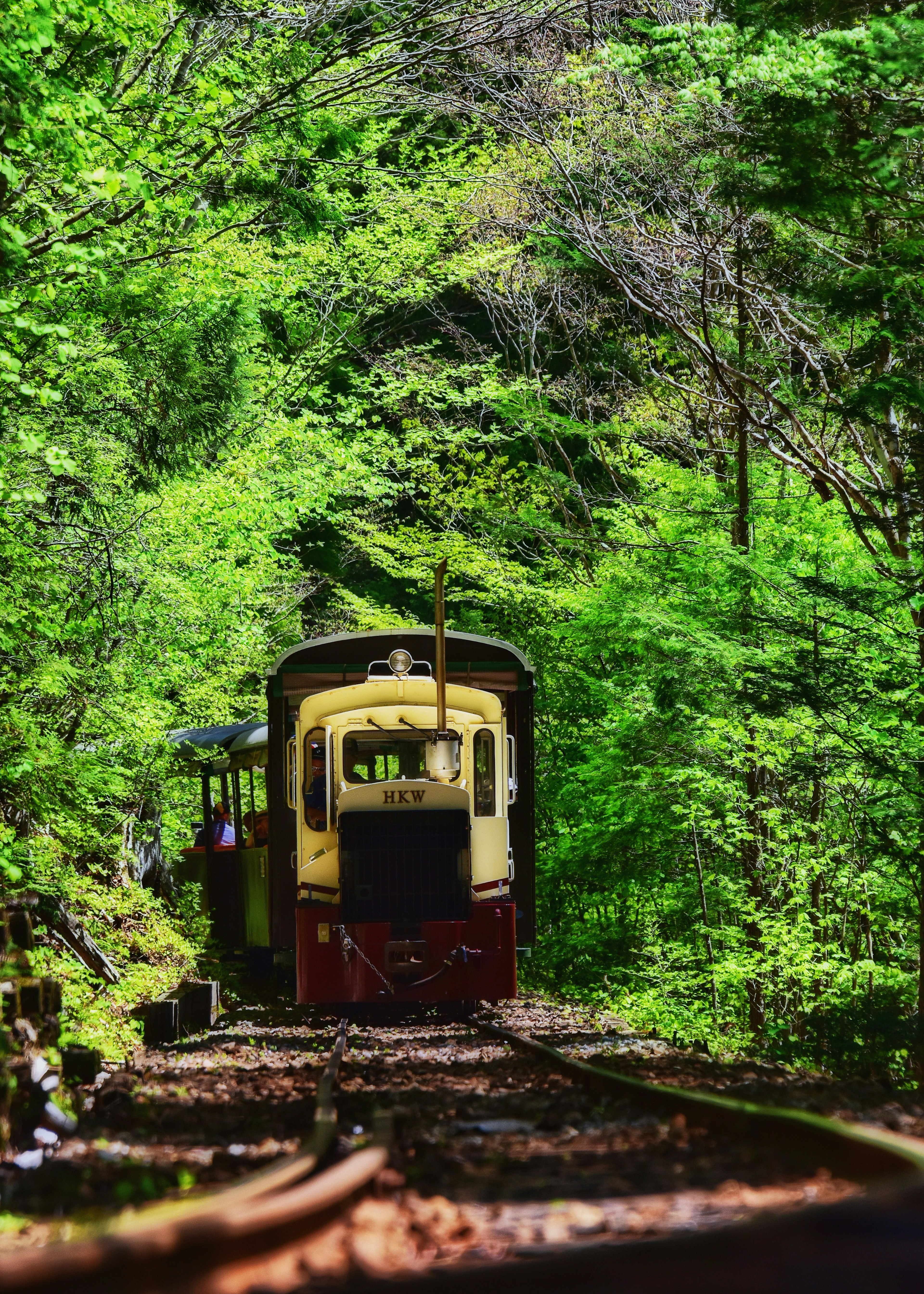 Un pequeño tren en una vía rodeada de árboles verdes exuberantes