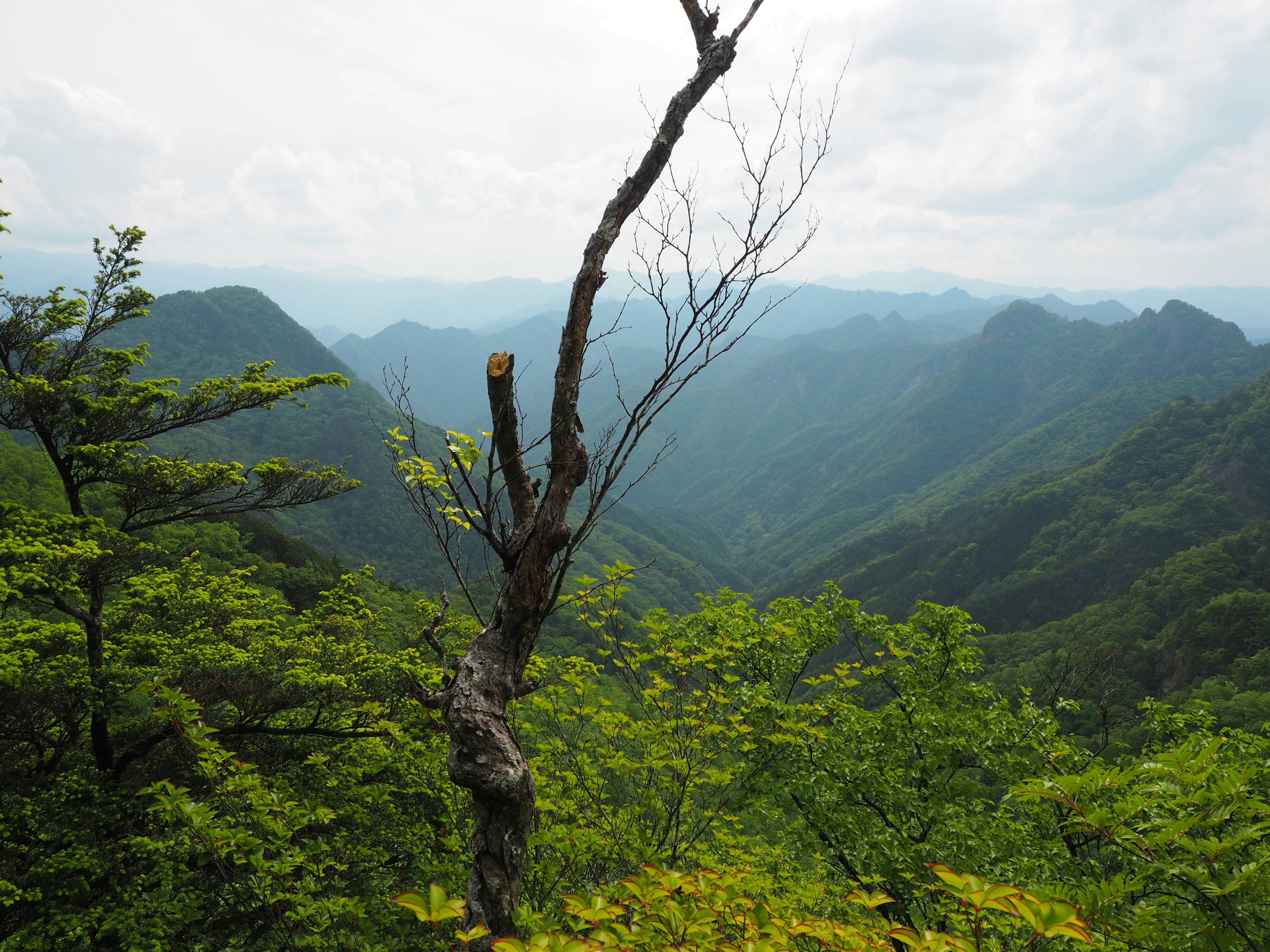 Vista panoramica di montagne verdi con un albero secco