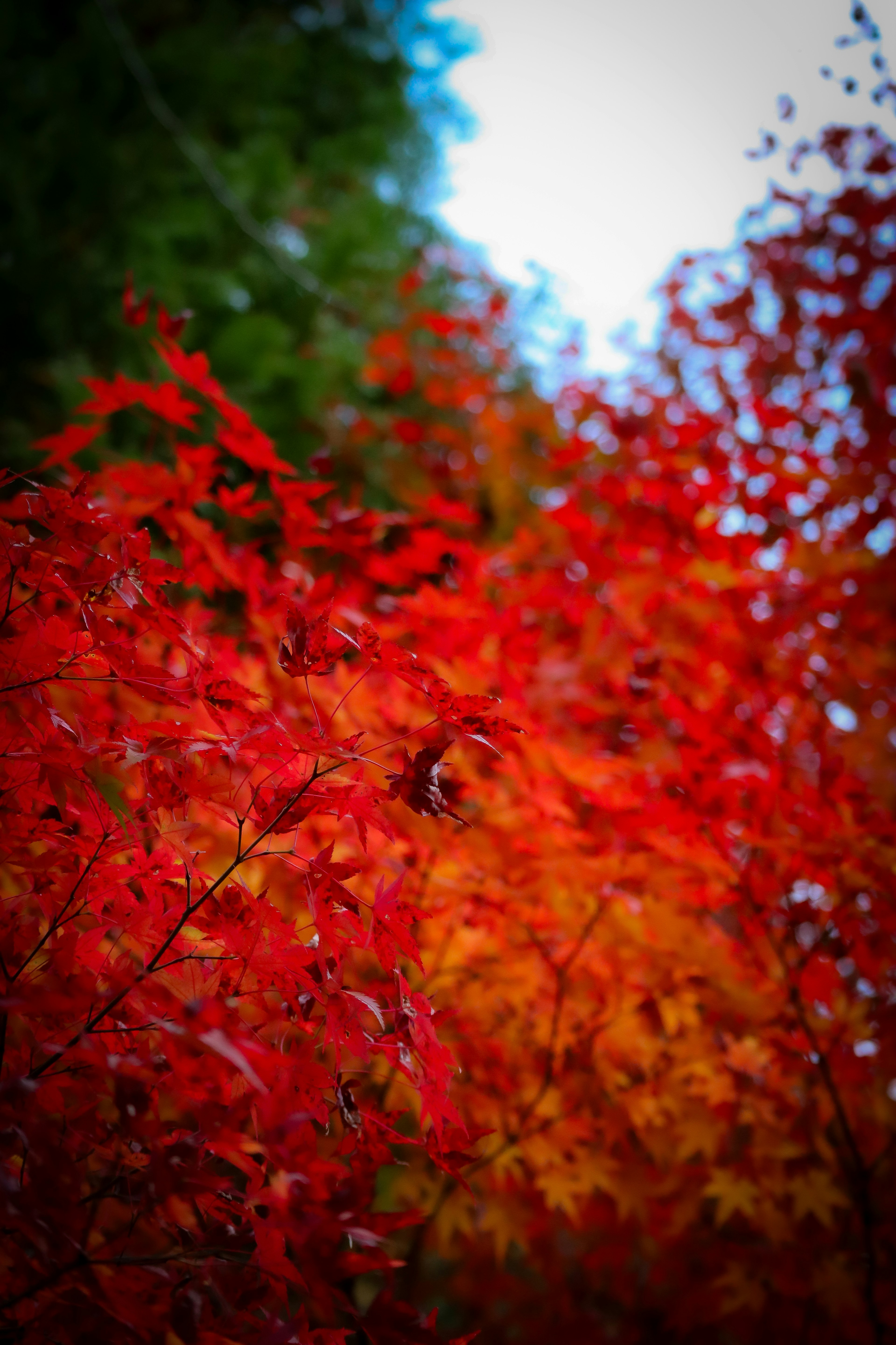 生動的紅色和橙色秋葉在自然環境中