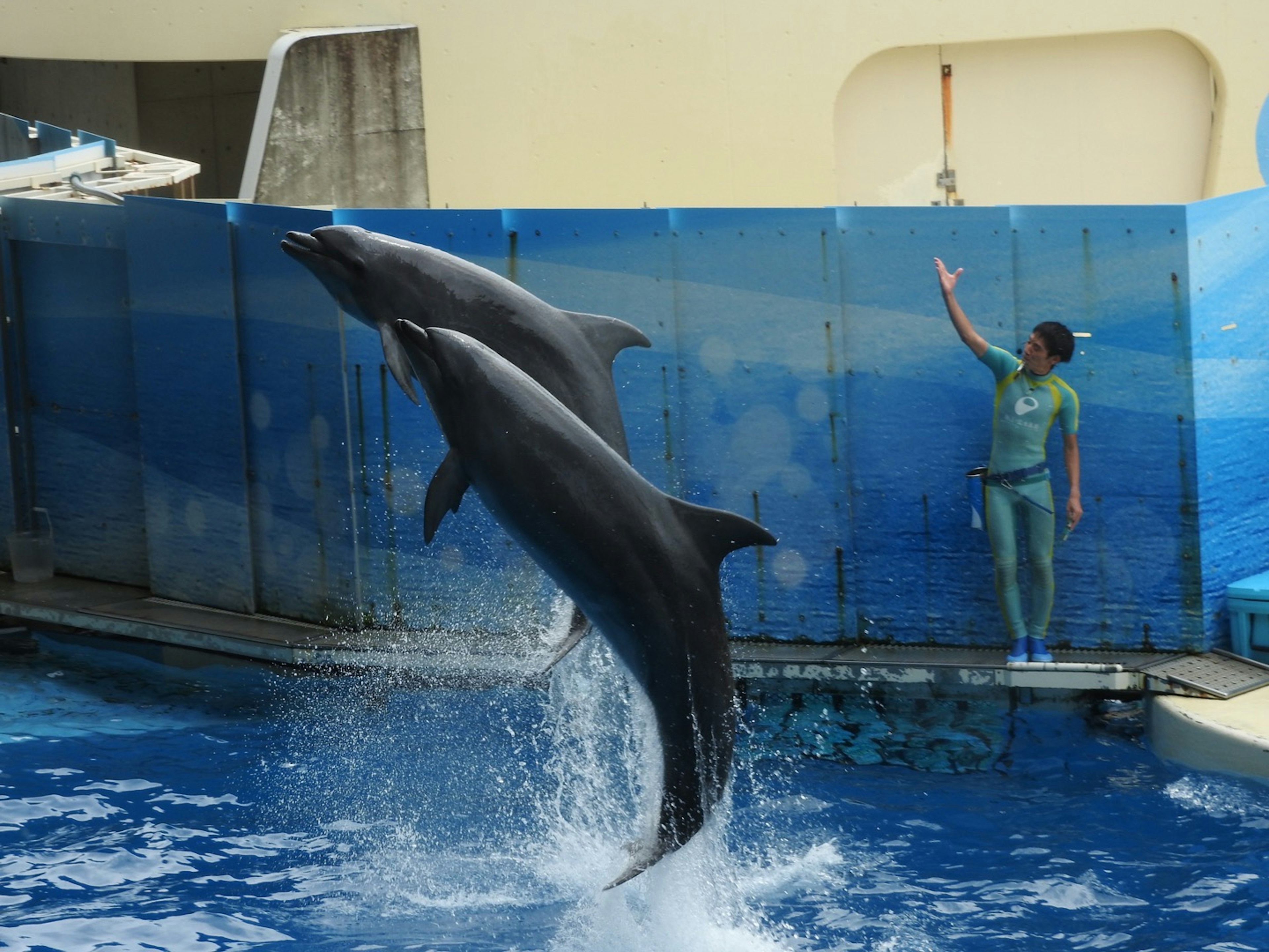 Des dauphins sautant hors de l'eau avec un entraîneur qui fait signe