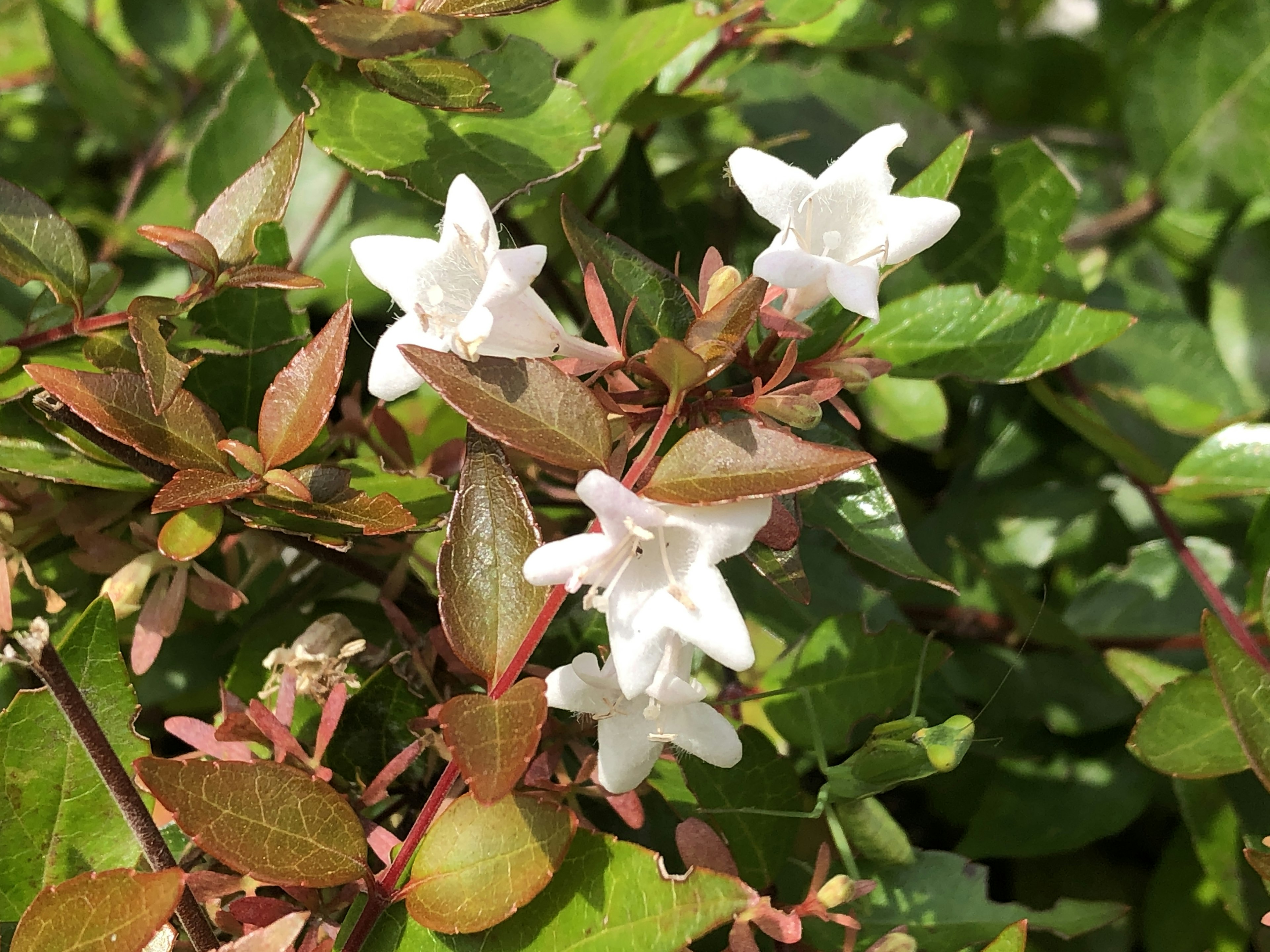 特写植物，具有白色花朵和绿色叶子