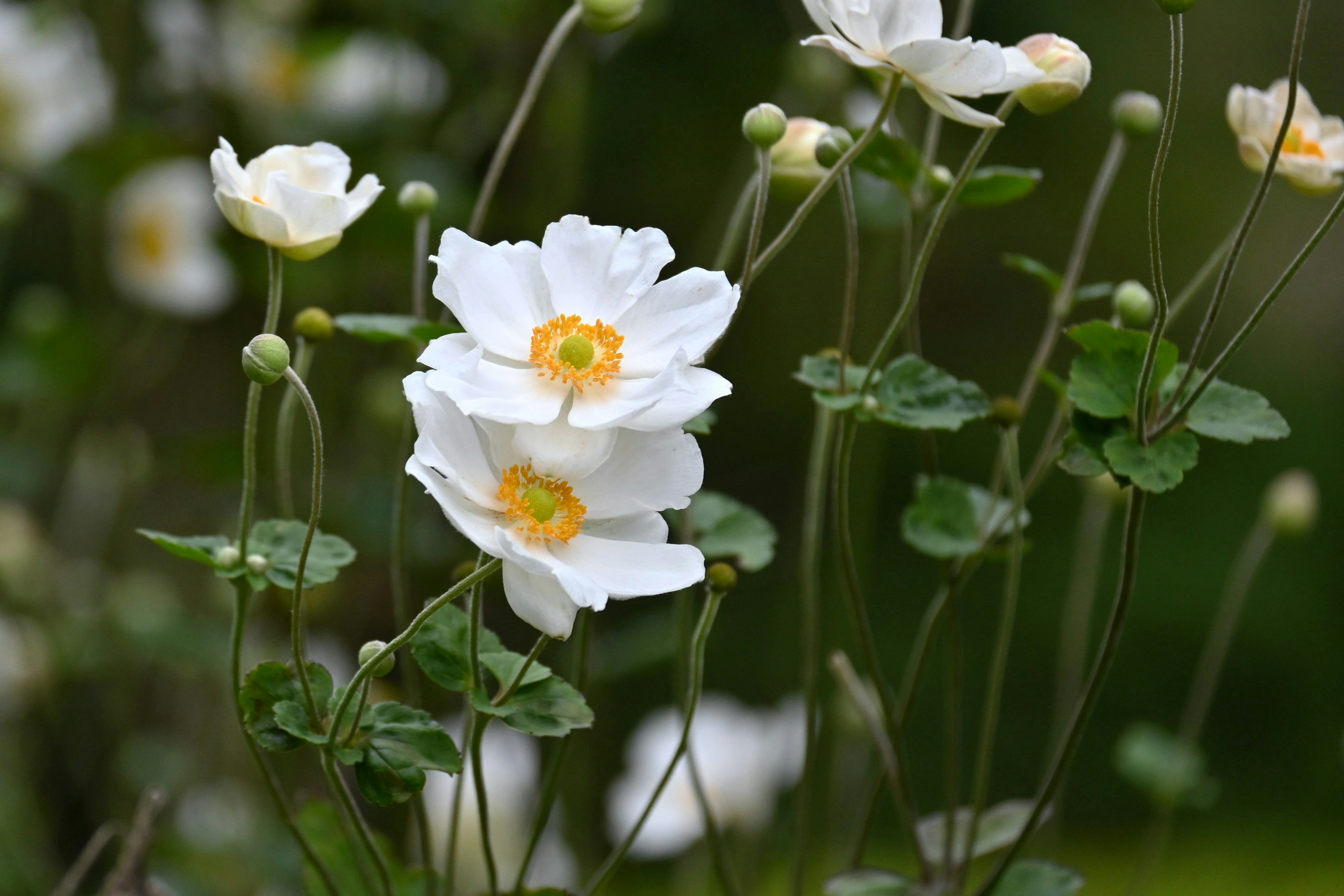 Close-up of white flowers with yellow centers and green leaves