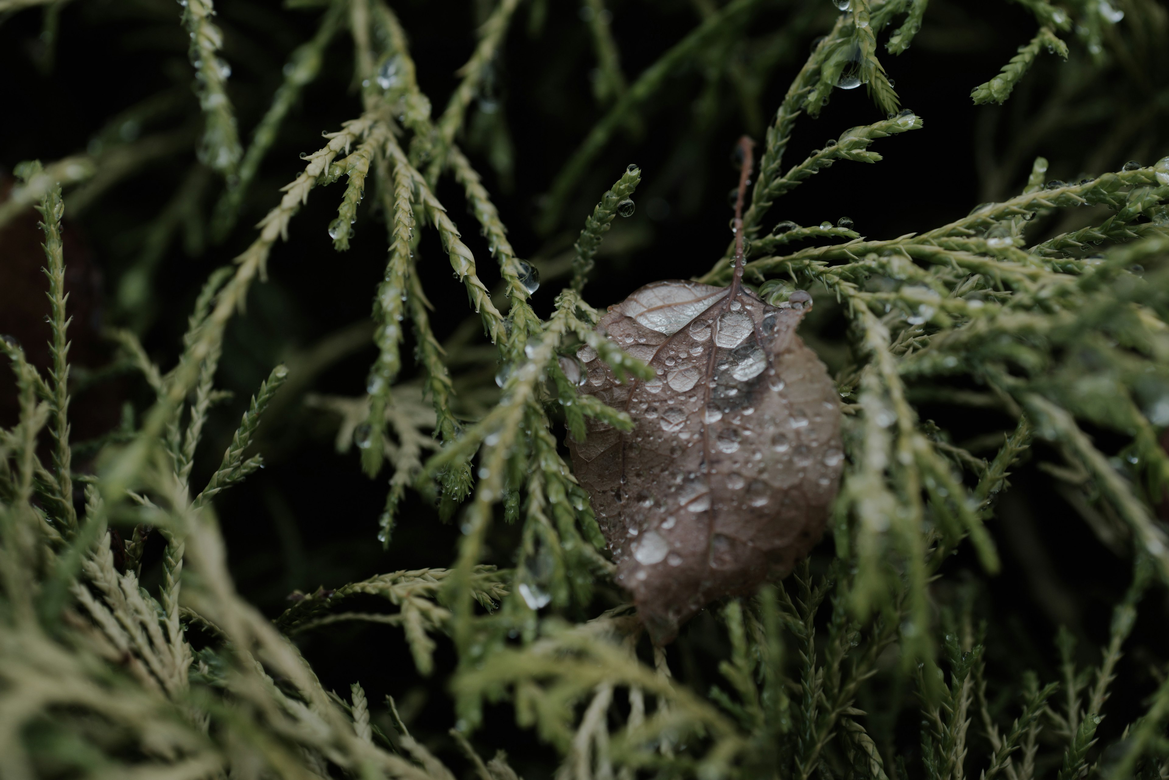 Imagen de una hoja marrón con gotas de agua entre el follaje verde