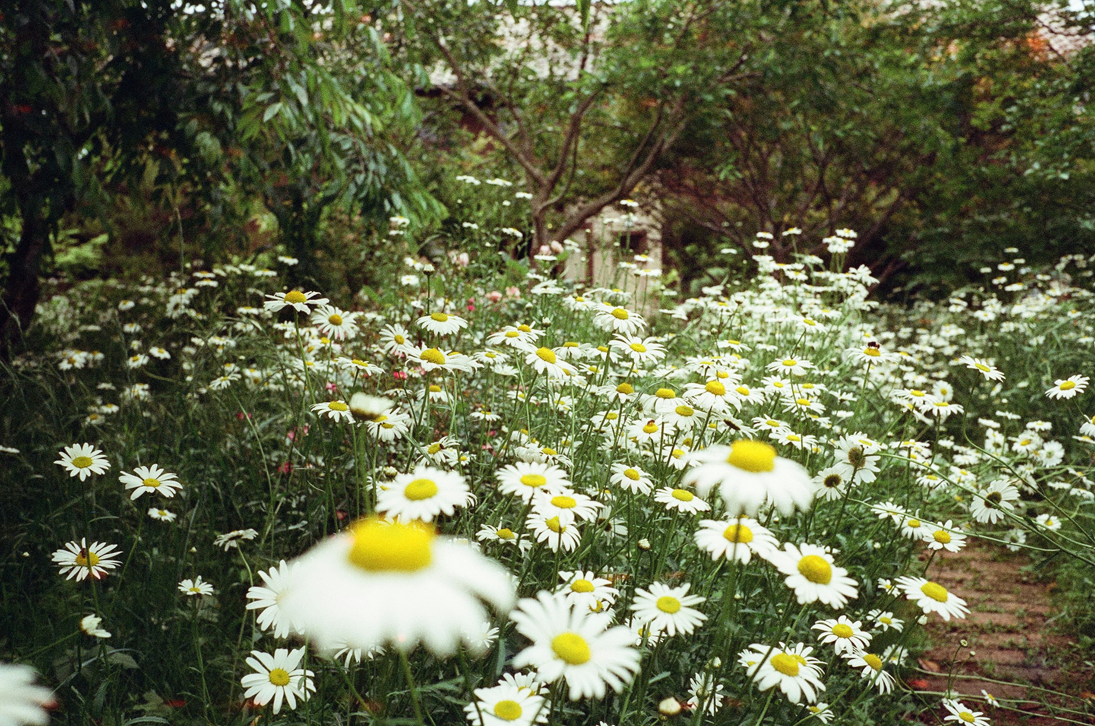 白い花と黄色い中心のデイジーが咲く庭の風景