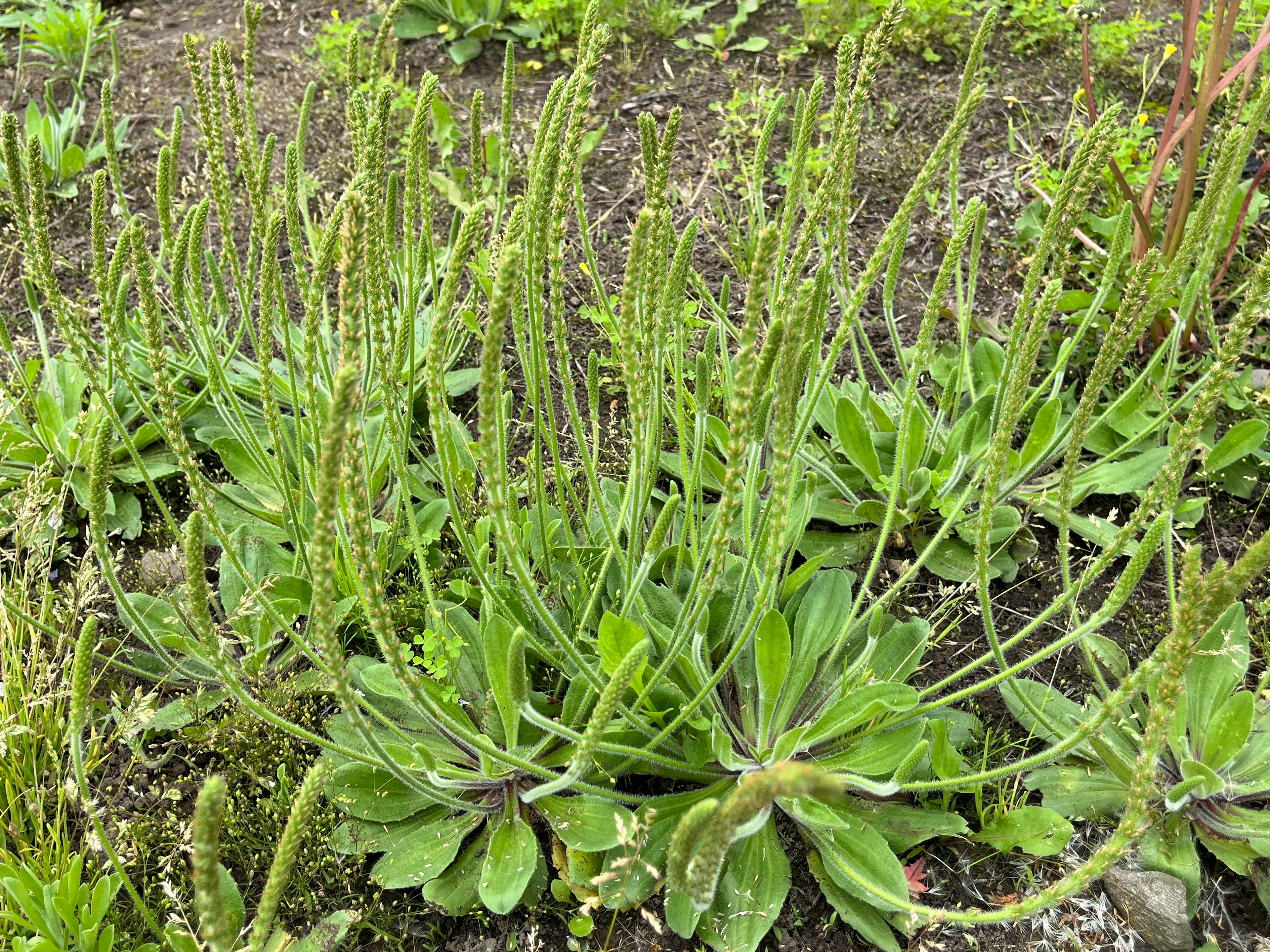 緑色の葉を持つ植物の群生が地面に広がり、長い花茎が立ち上がっている