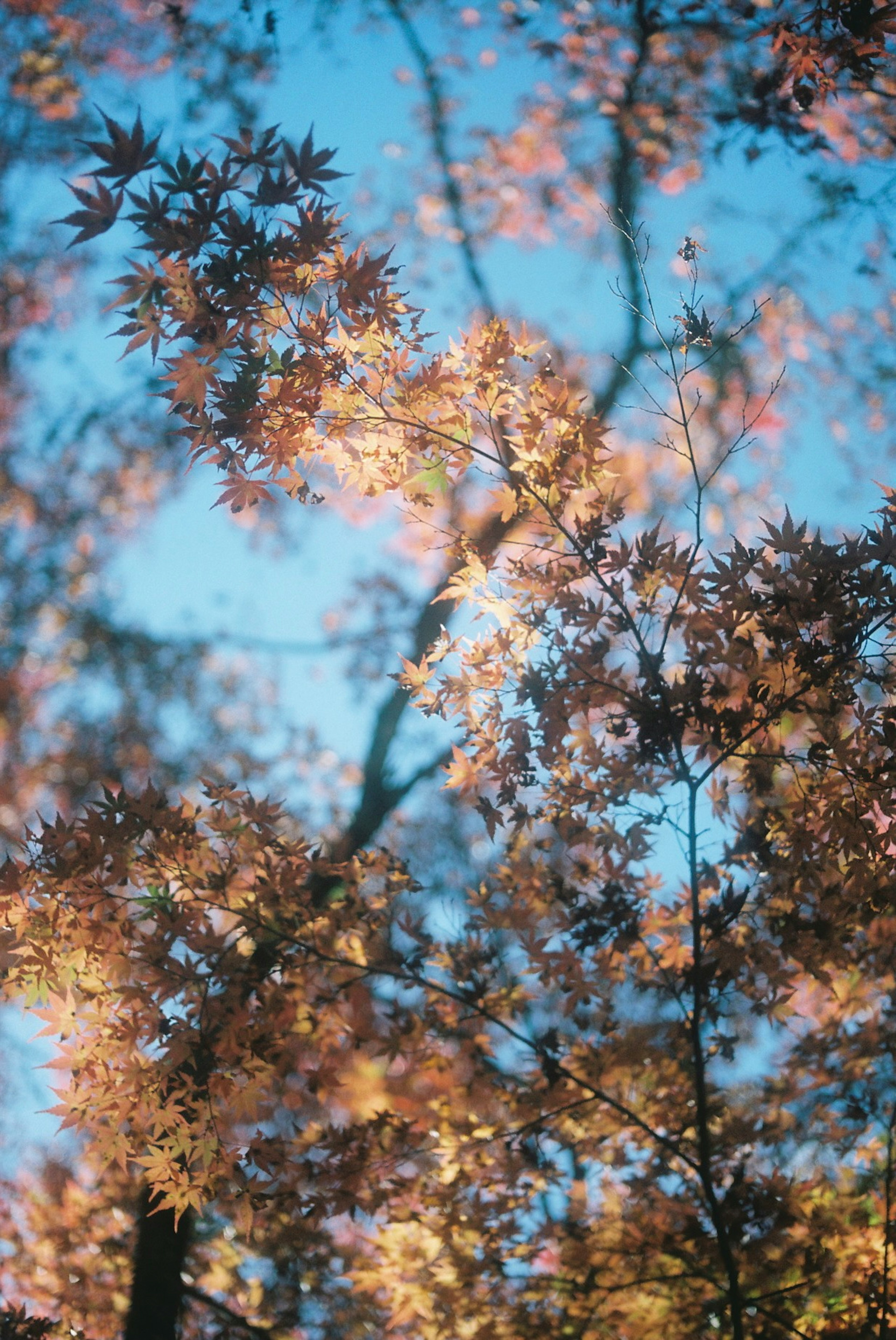 Overlapping autumn leaves against a blue sky with light reflections