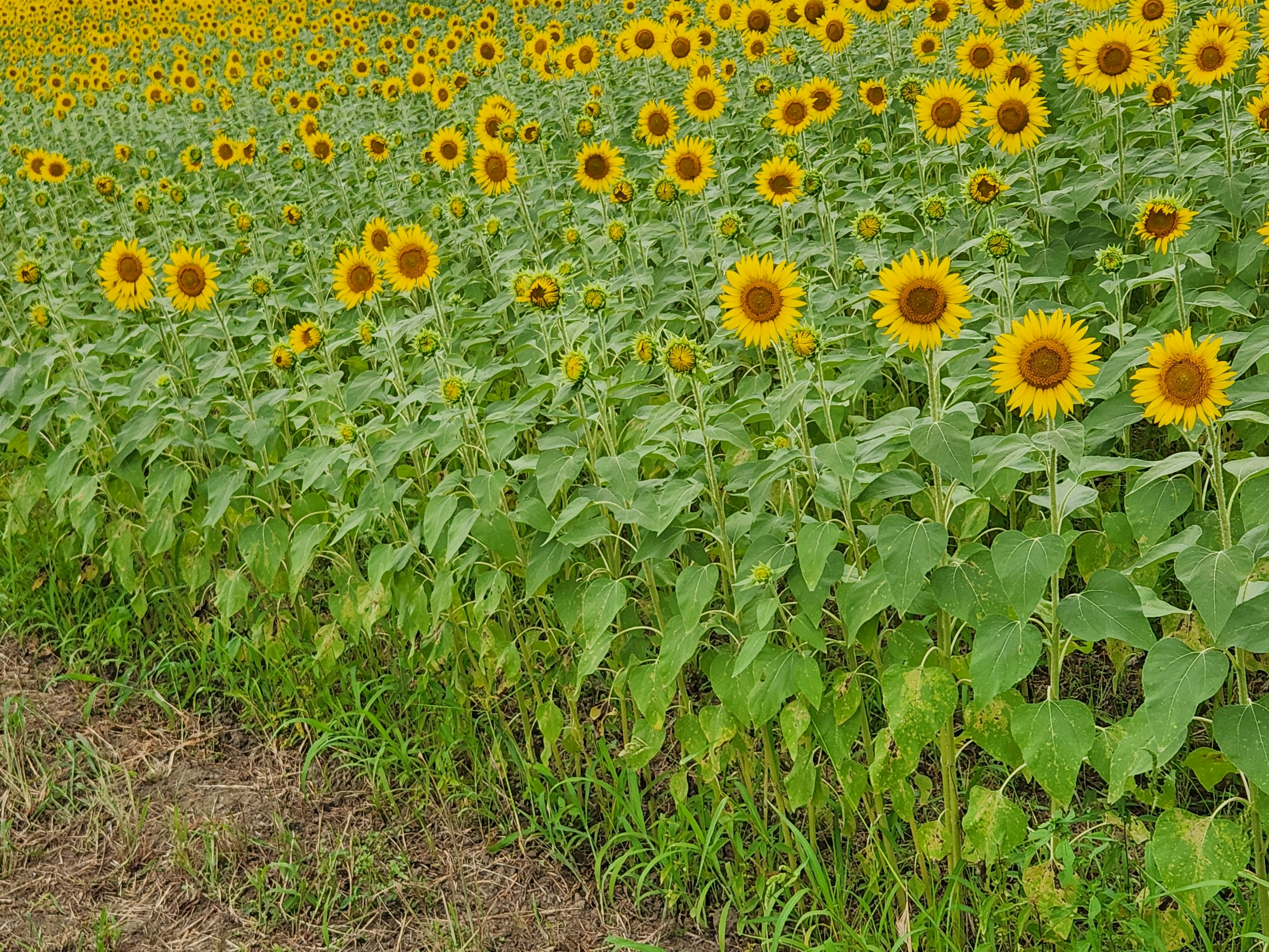 ひまわり畑の鮮やかな黄色の花々が広がり緑の葉が映える風景