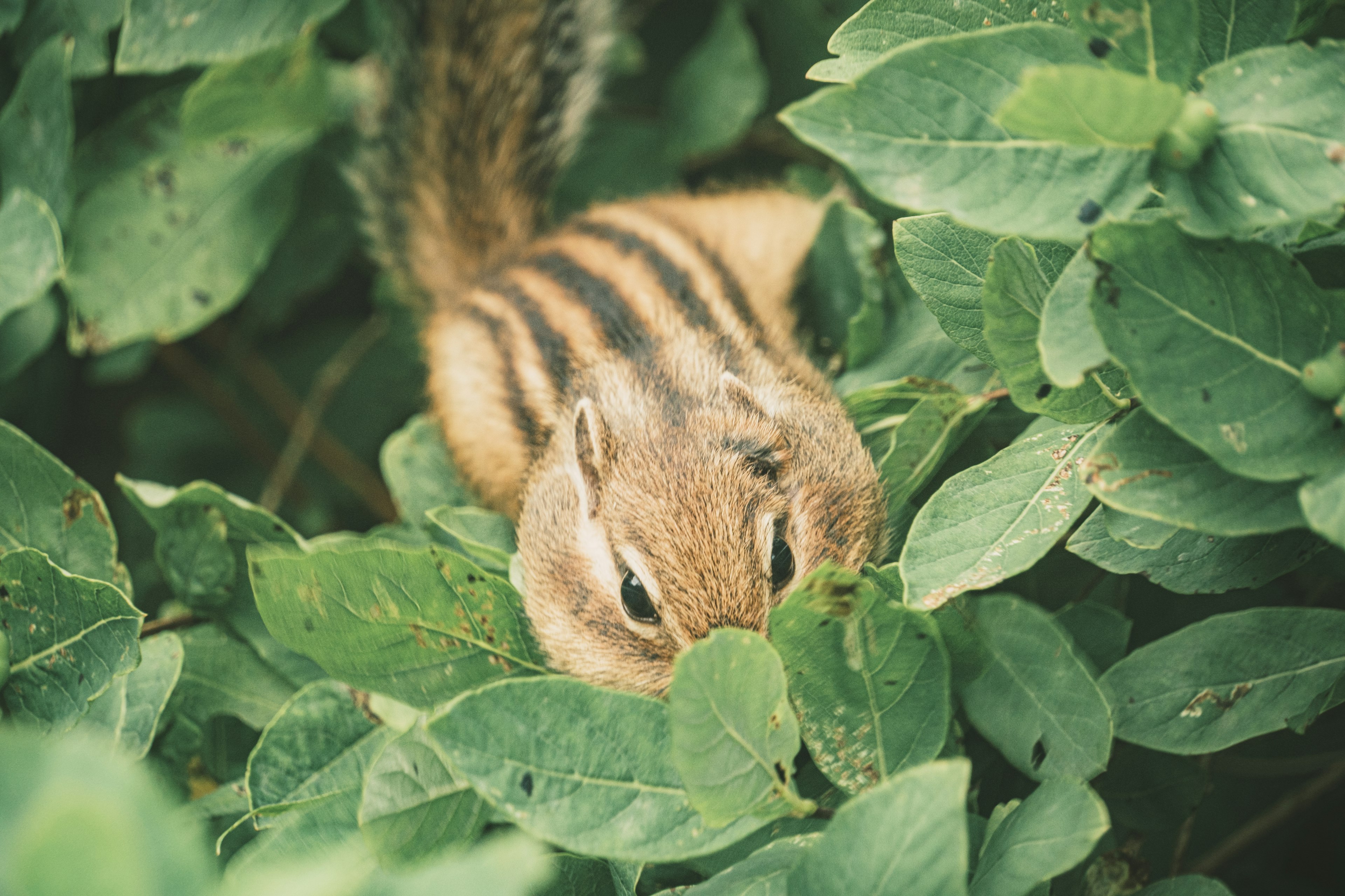 A chipmunk hidden among green leaves