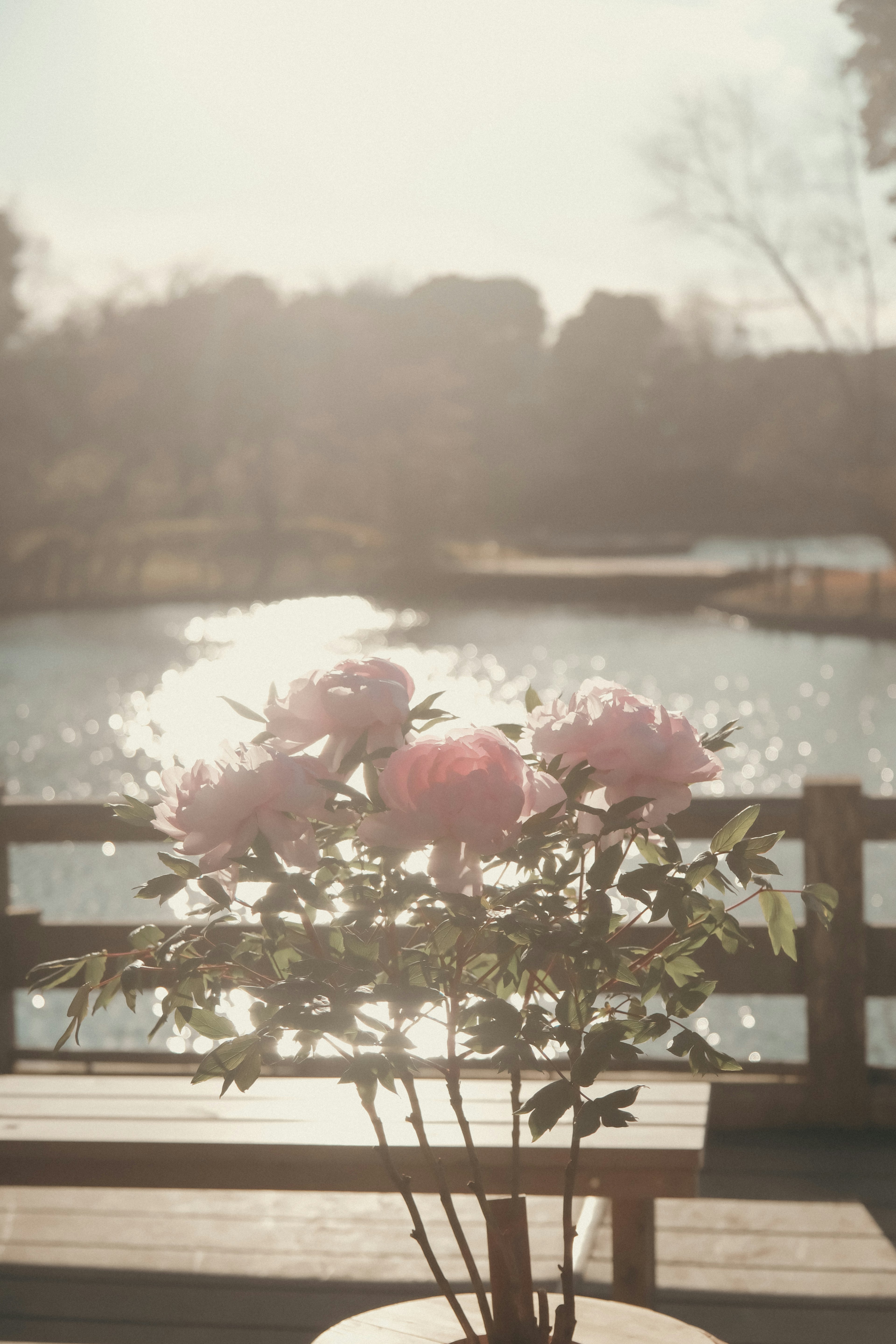 Scène sereine avec des fleurs de pivoine rose et un lac en arrière-plan