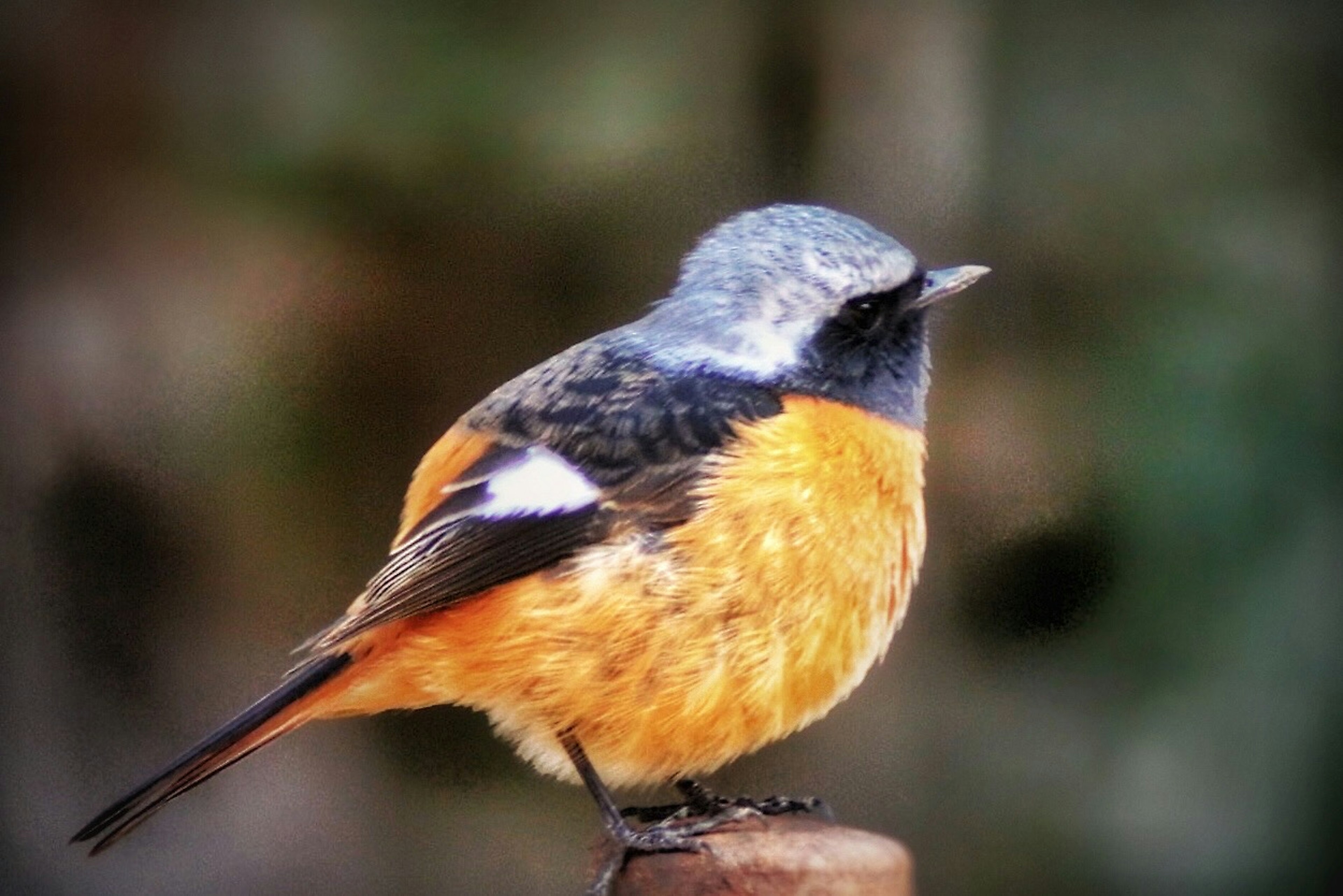 Profile of a small bird with a blue head and orange chest