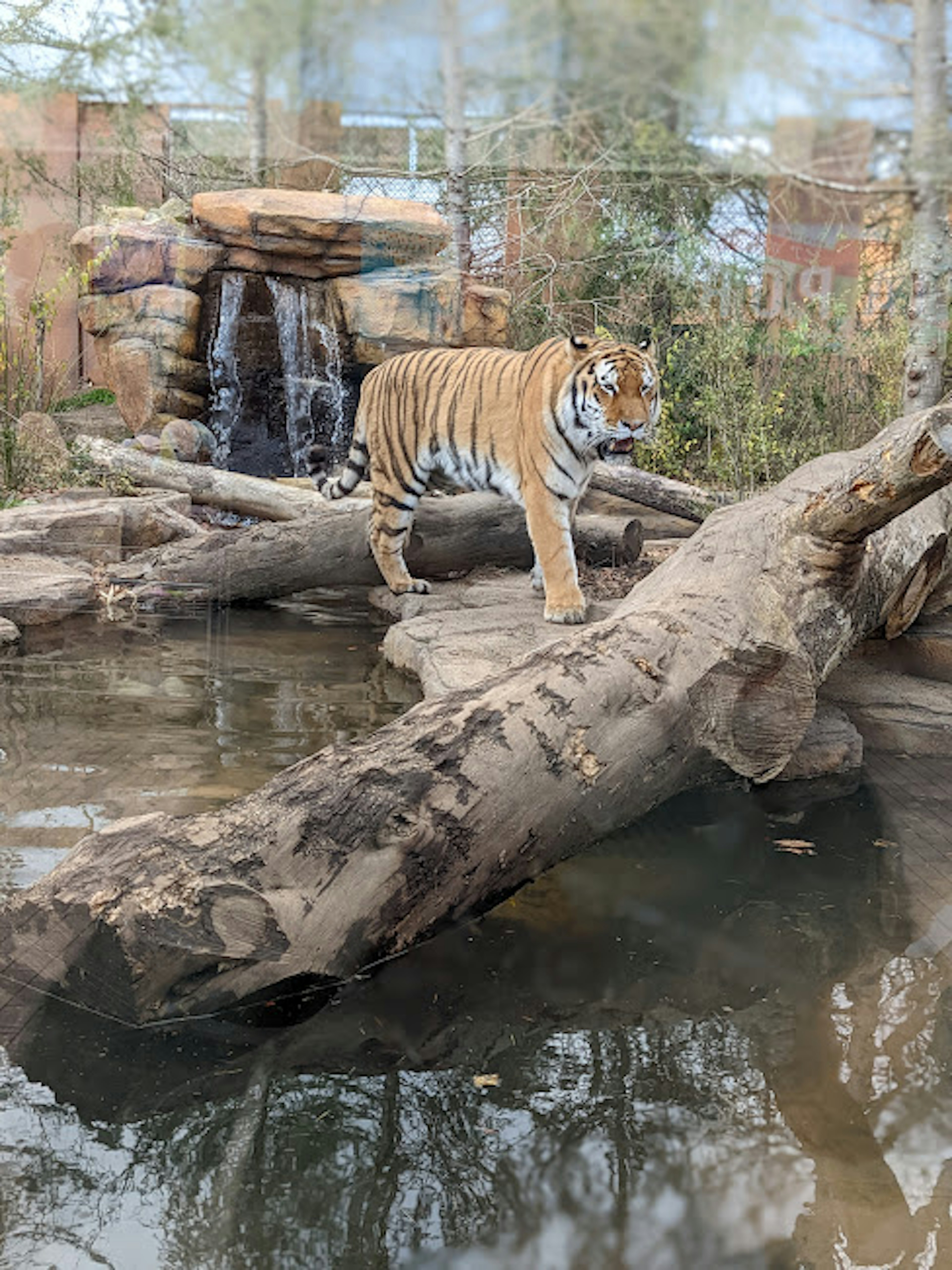 Harimau berdiri di dekat air di atas kayu yang dikelilingi oleh vegetasi