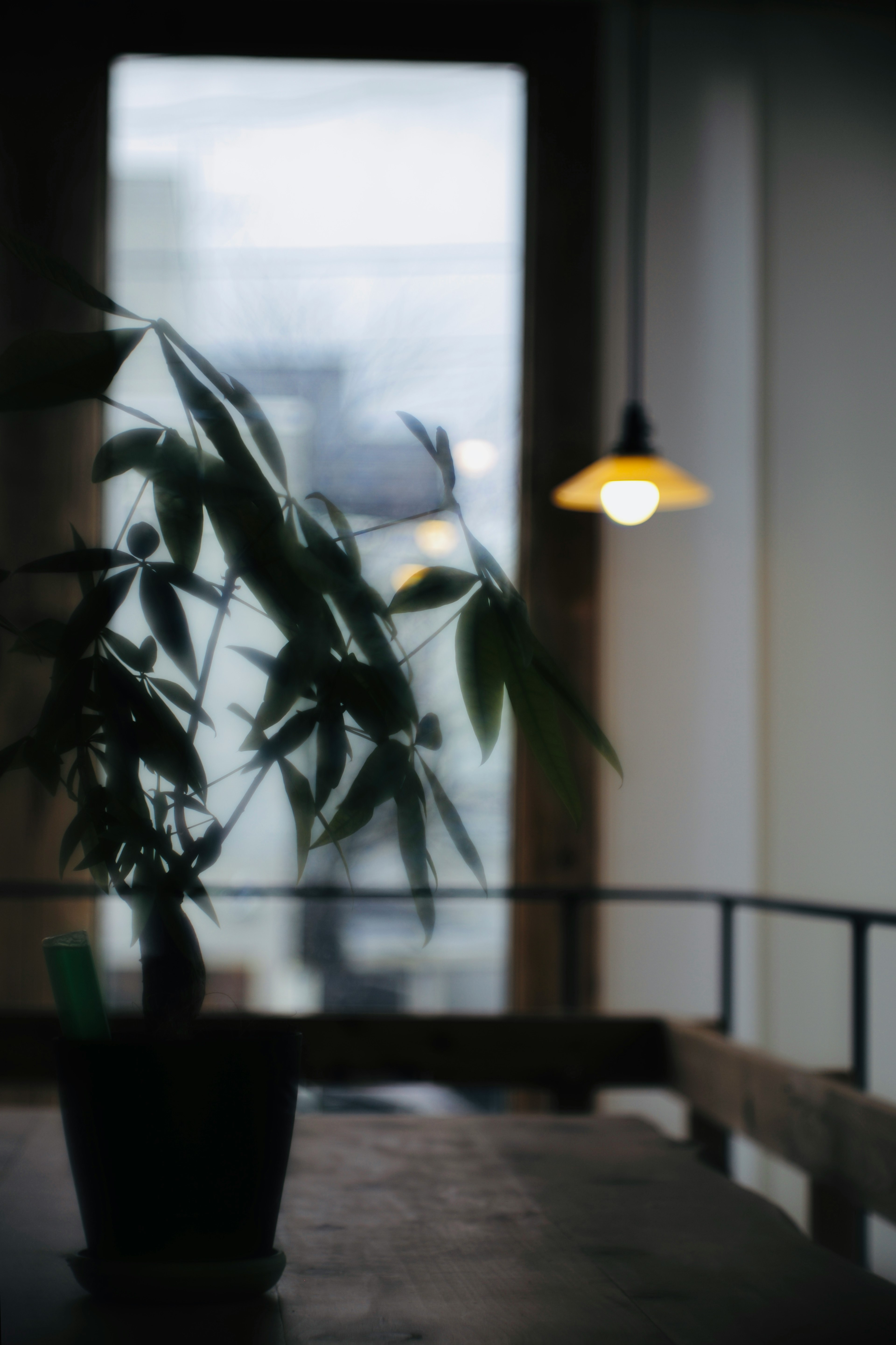 Planta en maceta sobre una mesa de madera junto a una ventana con luz suave