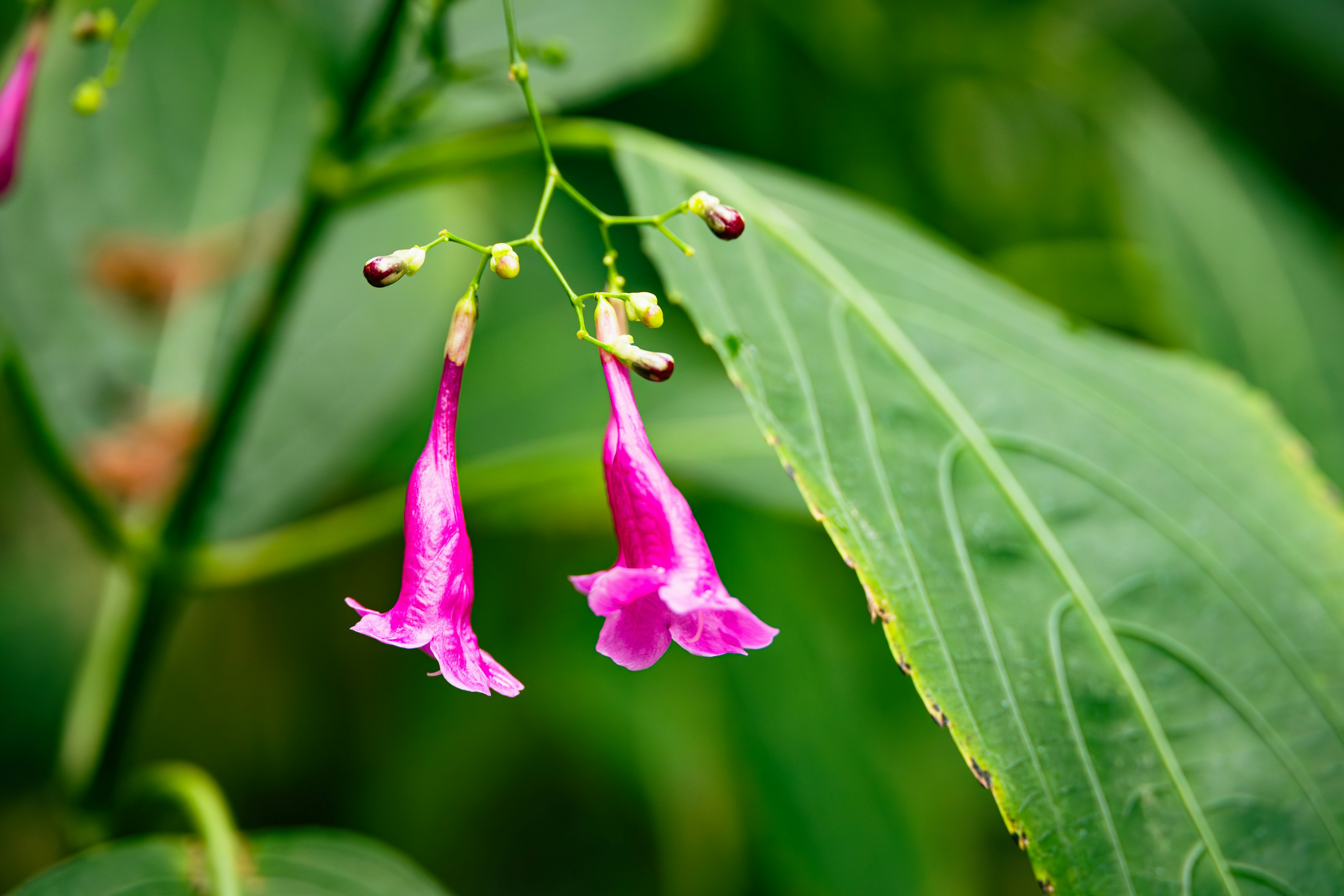 Zwei lebhafte rosa Blumen hängen zwischen grünen Blättern