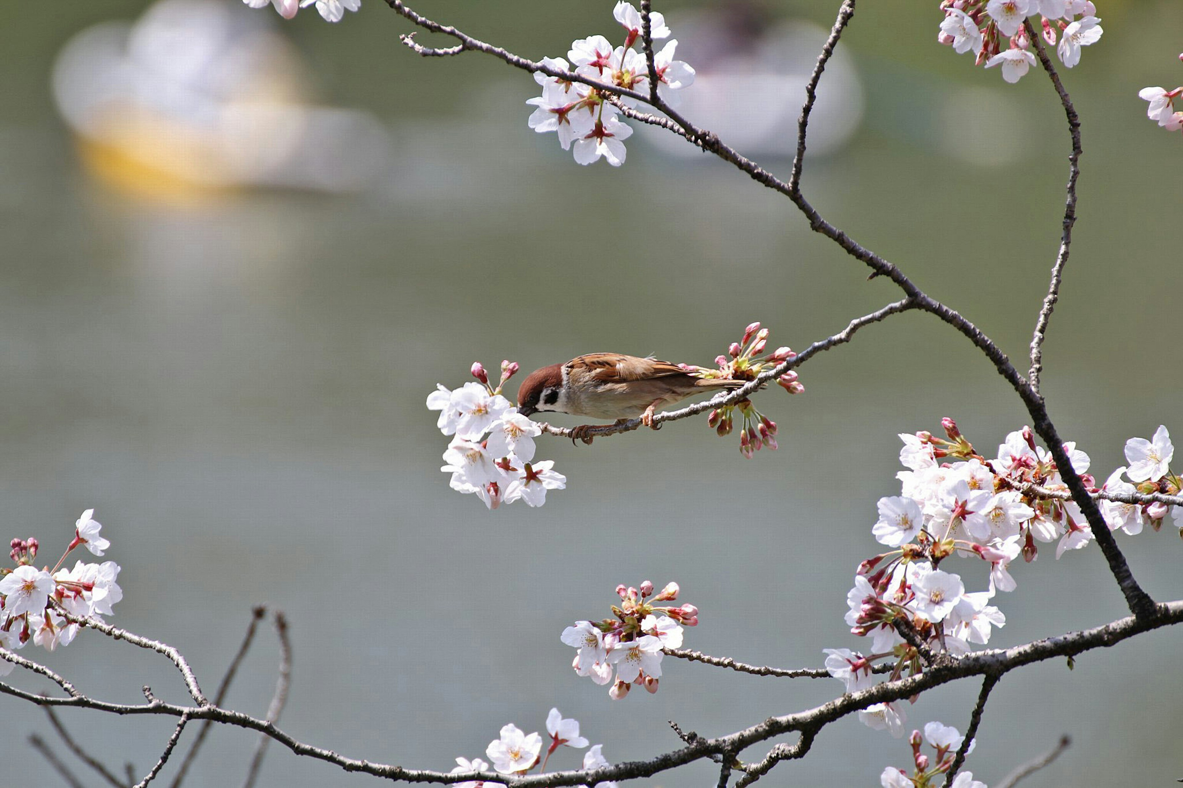 Primo piano di un uccello posato su fiori di ciliegio con uno sfondo di superficie d'acqua sfocata