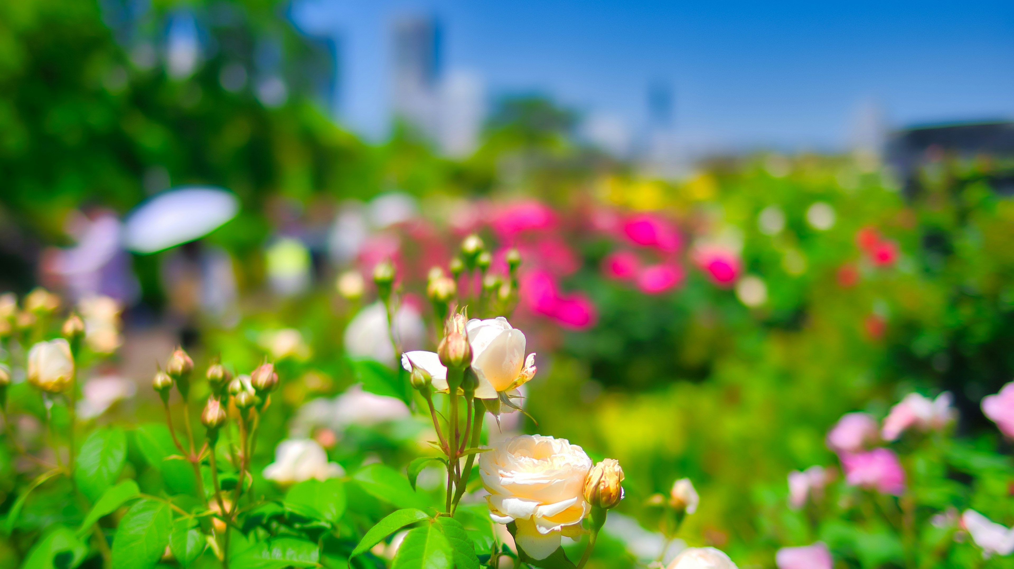 Vibrant garden scene filled with blooming flowers