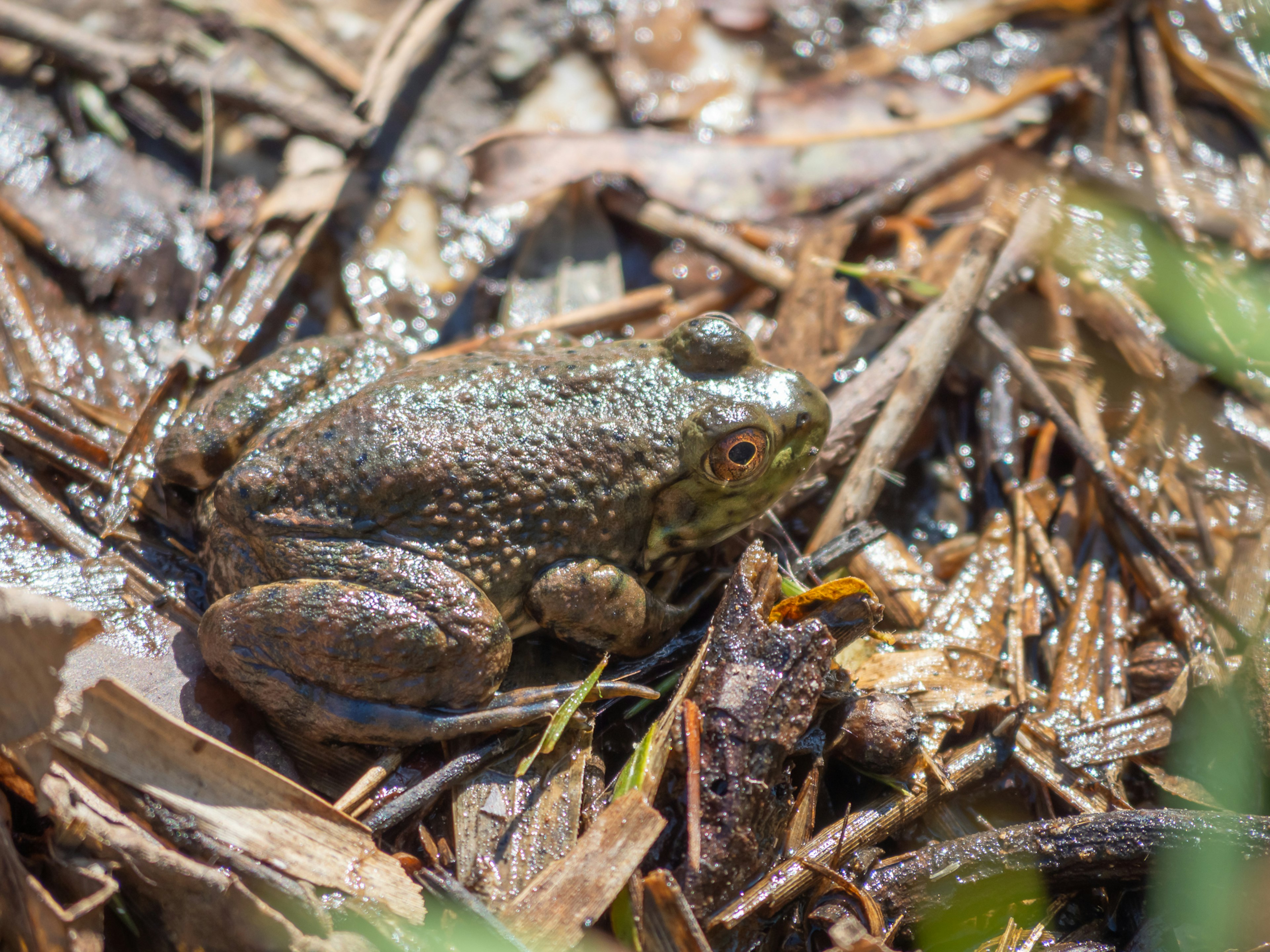 Une grenouille verte reposant sur des feuilles sèches près de l'eau