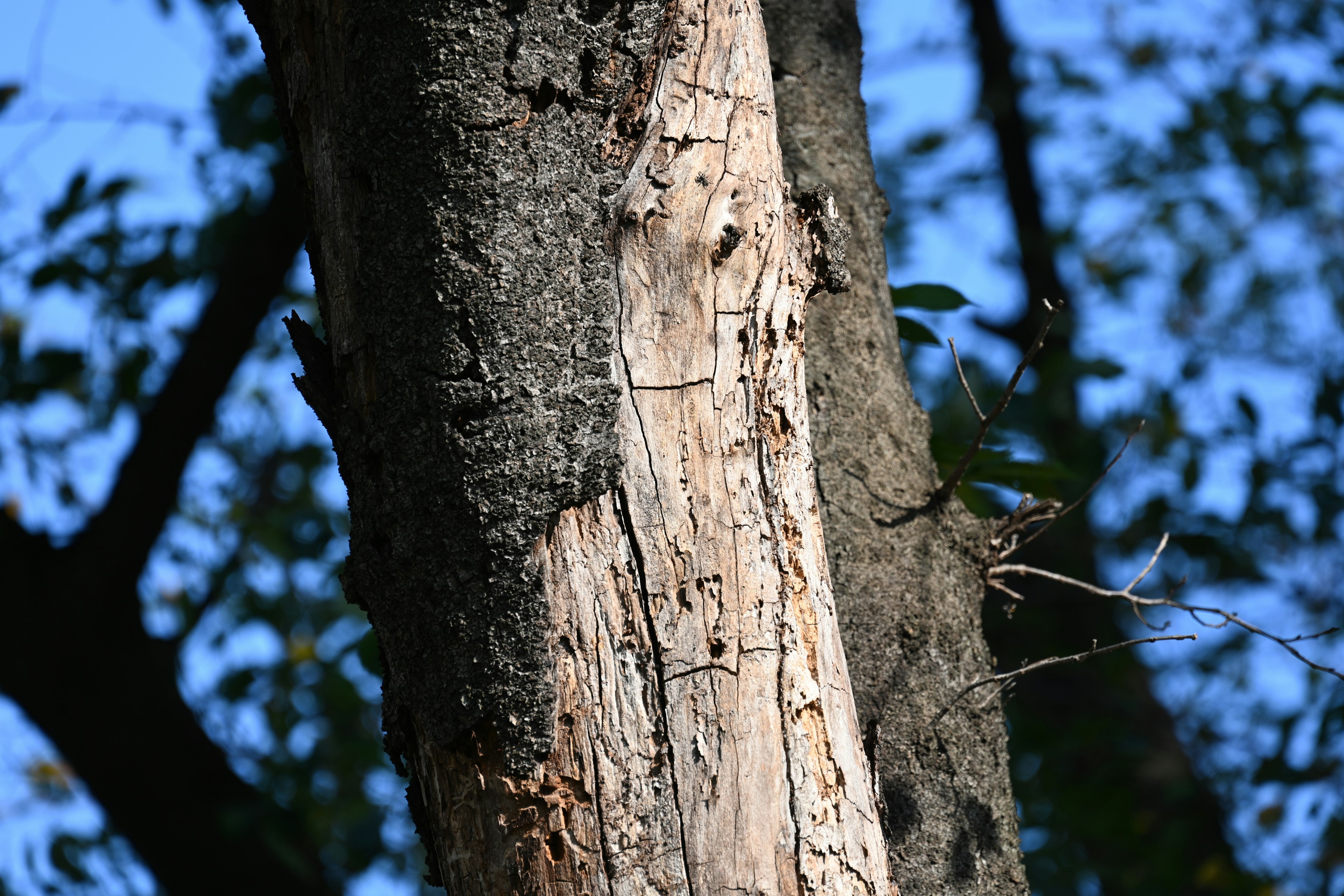 Gros plan d'un tronc d'arbre avec texture d'écorce sur fond de ciel bleu