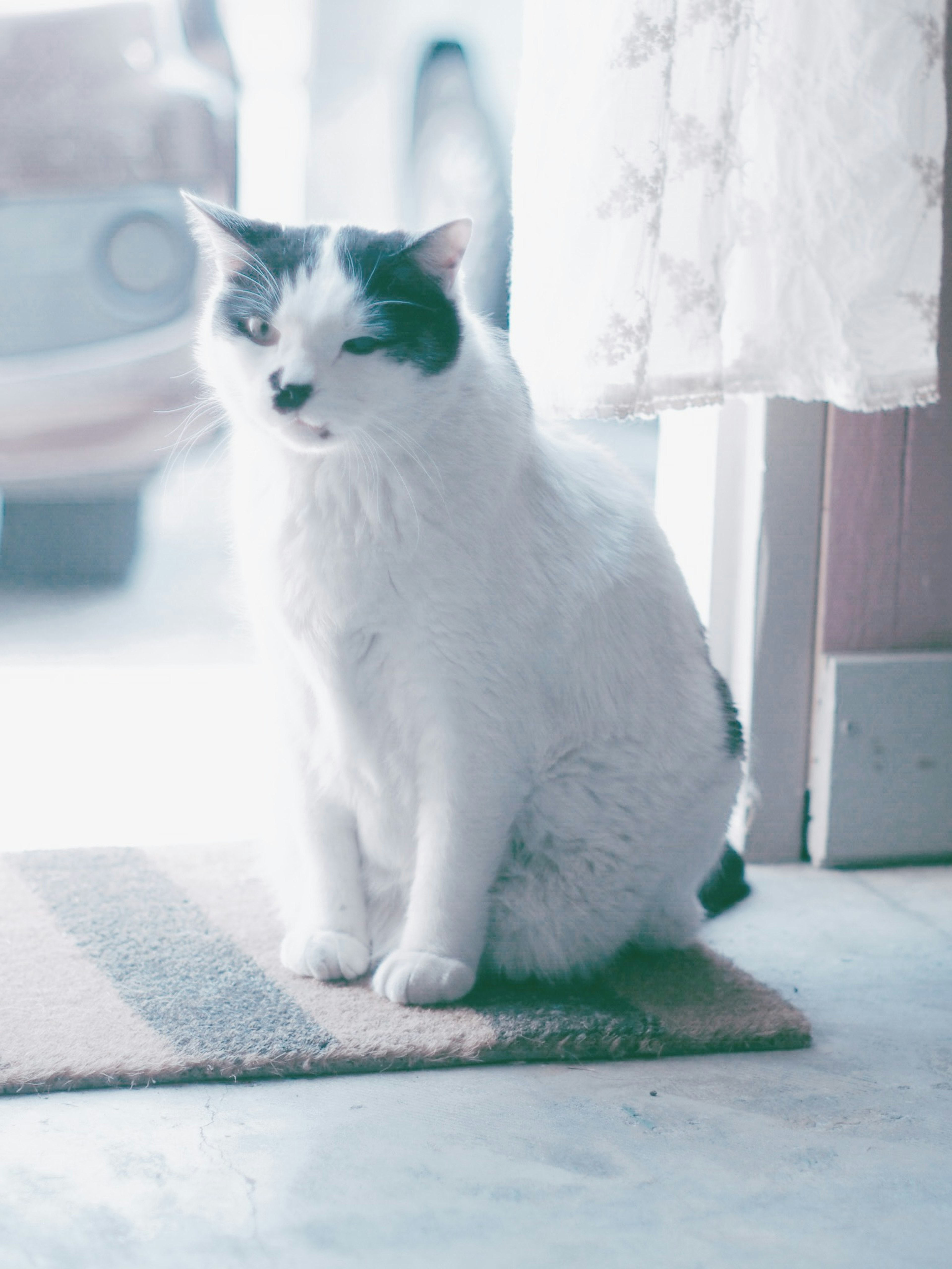 Eine weiße Katze sitzt vor einer Tür