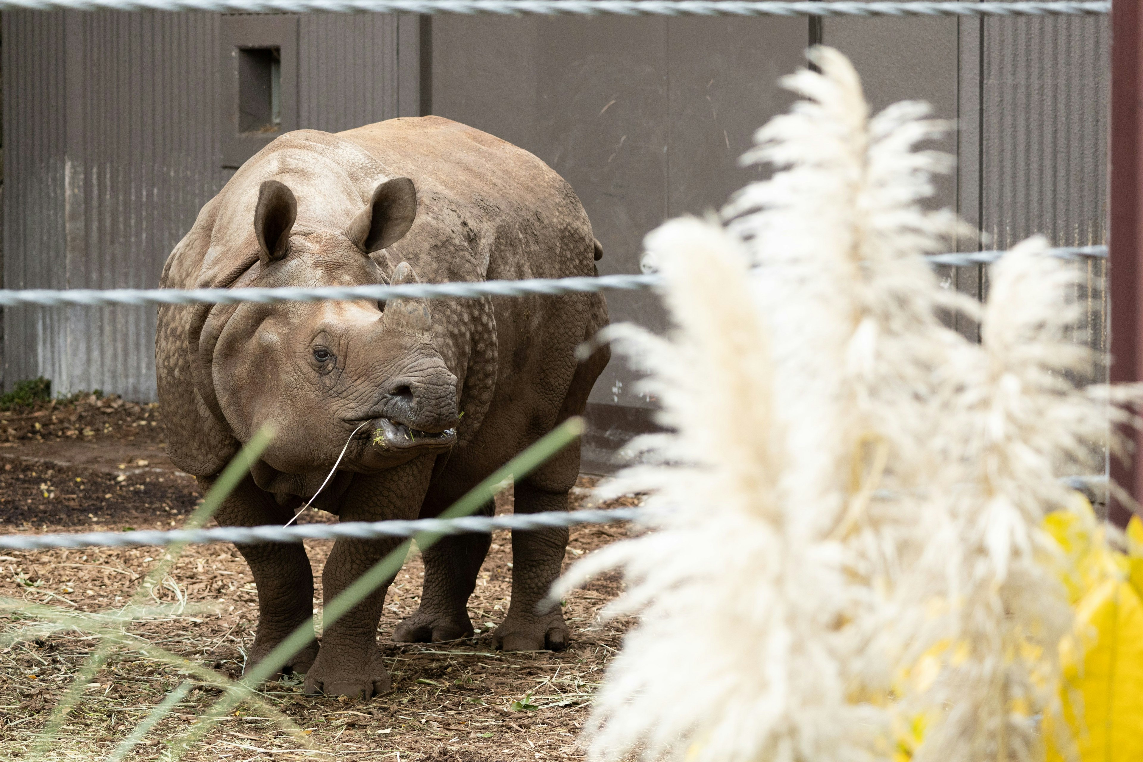 Un rhinocéros près d'une clôture en train de manger de l'herbe avec de l'herbe dorée en arrière-plan