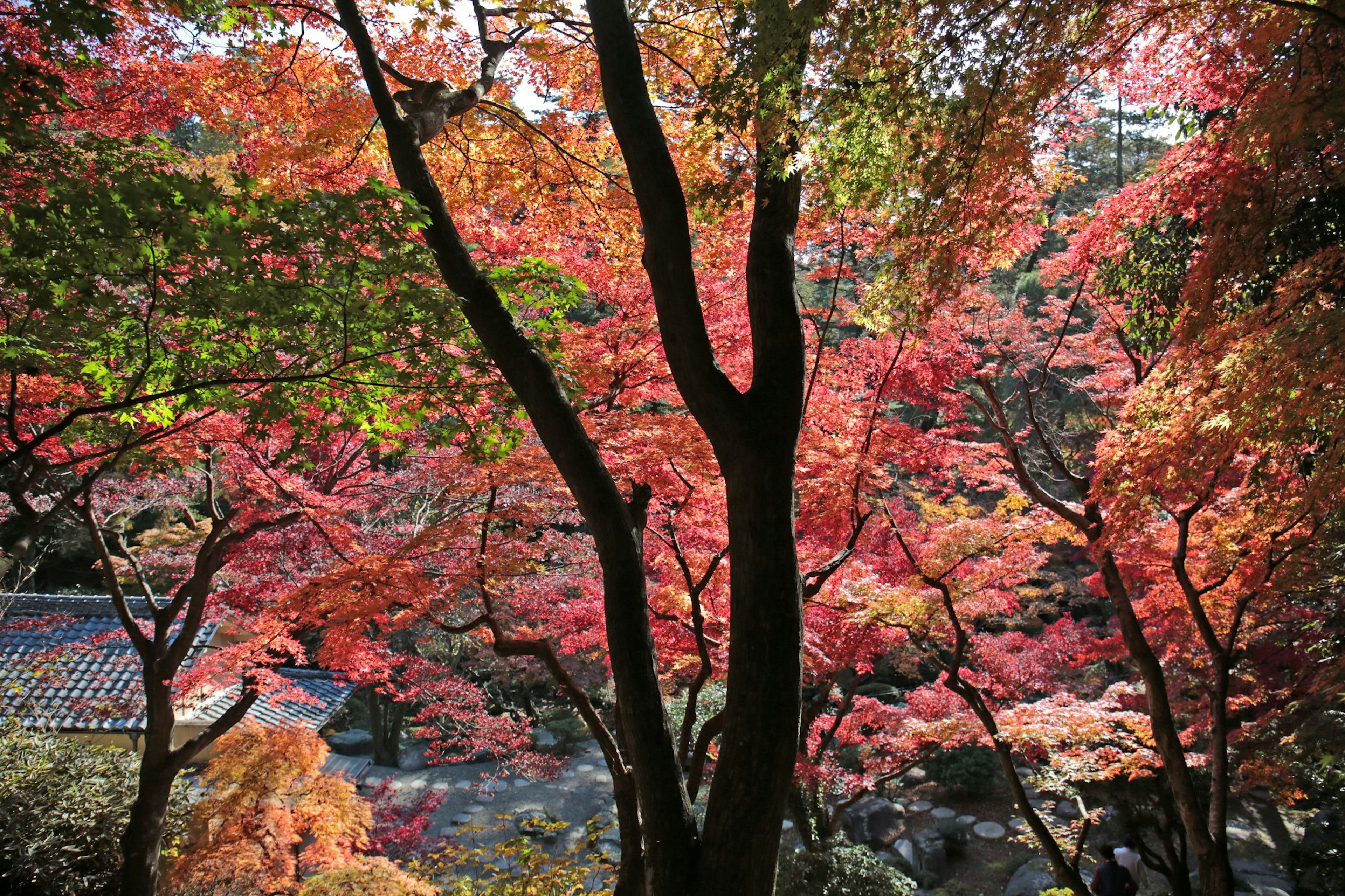 Vue panoramique d'arbres entourés de feuilles d'automne rouges et orange vives