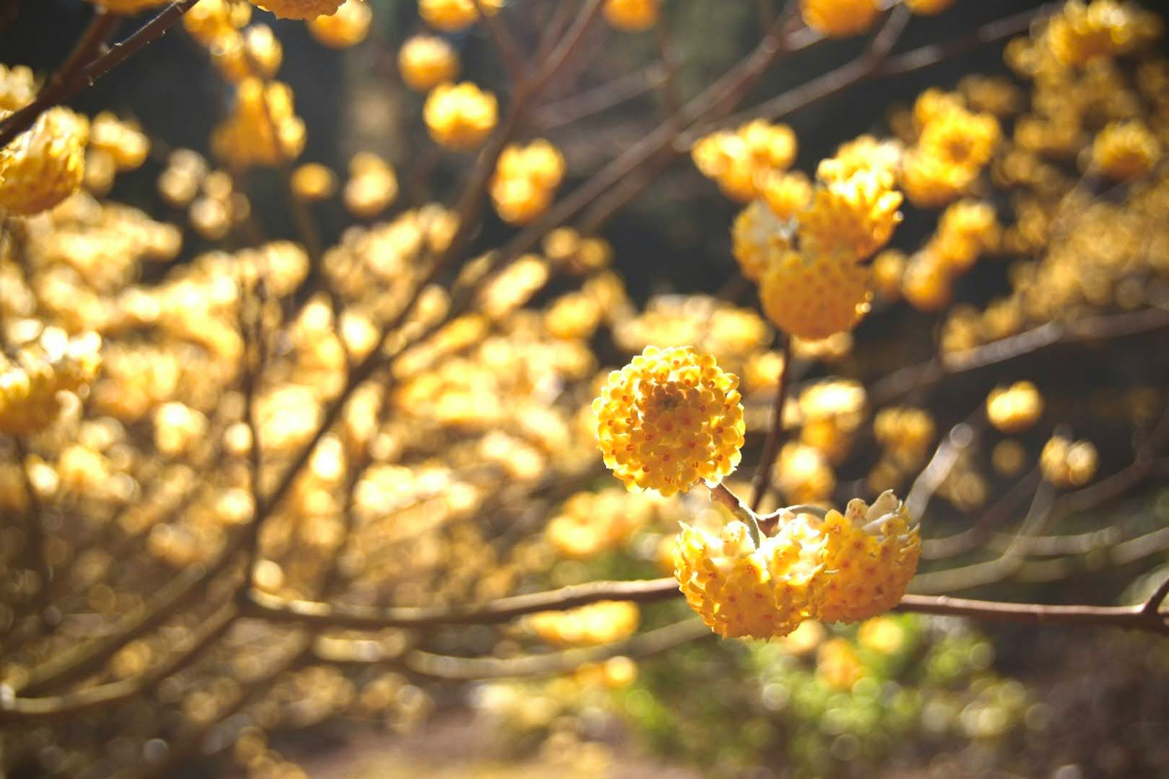 Acercamiento a ramas con flores amarillas vibrantes